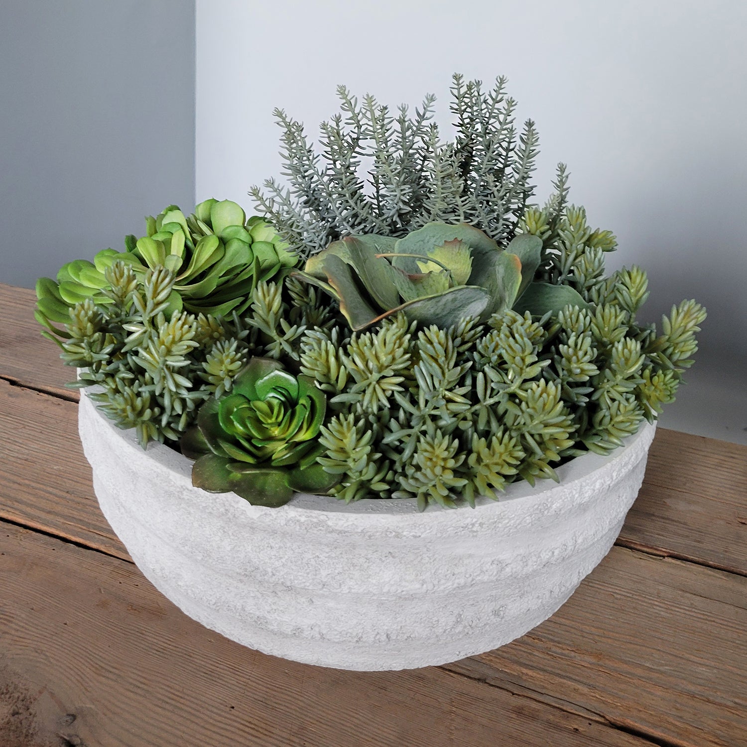 sedum album succulent Succulent: Sedum Album, Green hanging — Gold Leaf Design Group