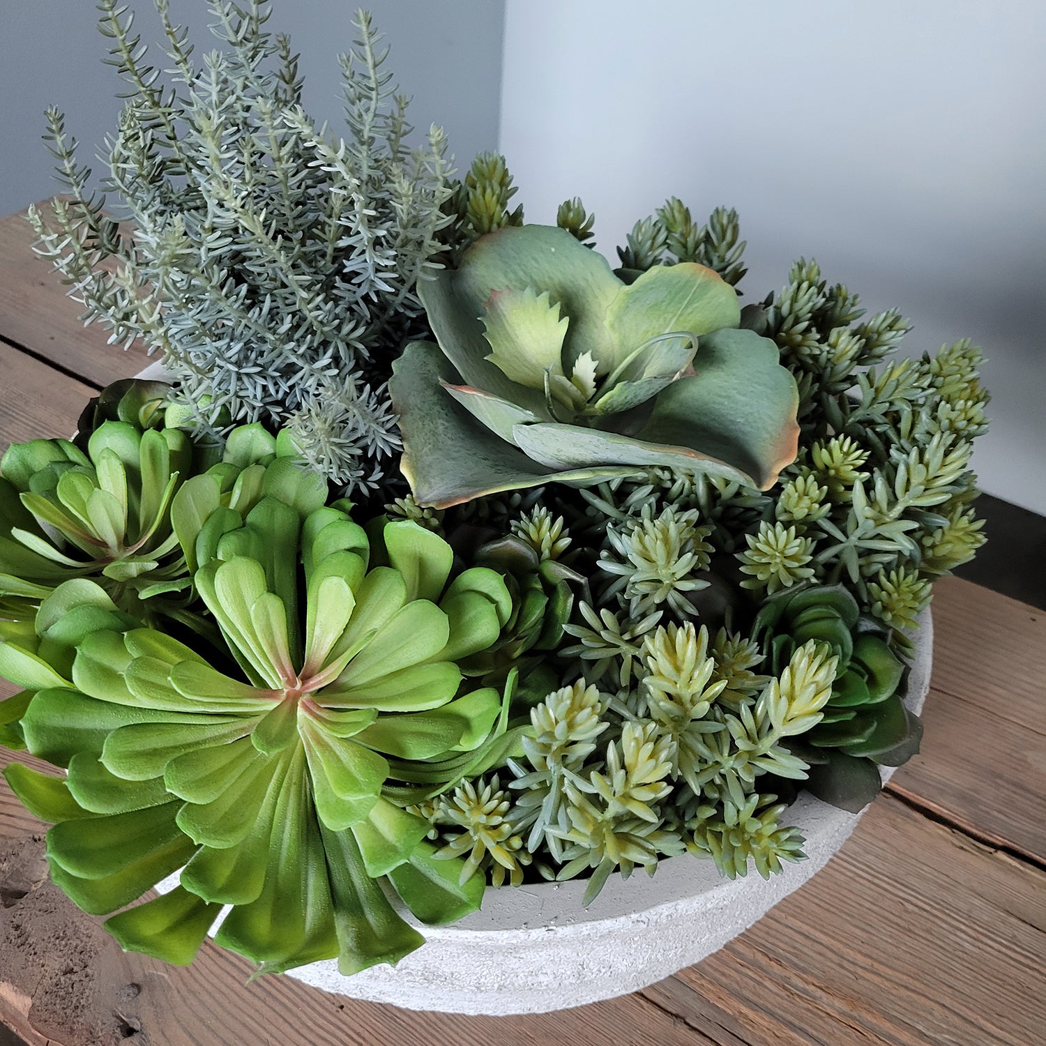 Succulent:  Echeveria Pulidonis Two-Tone