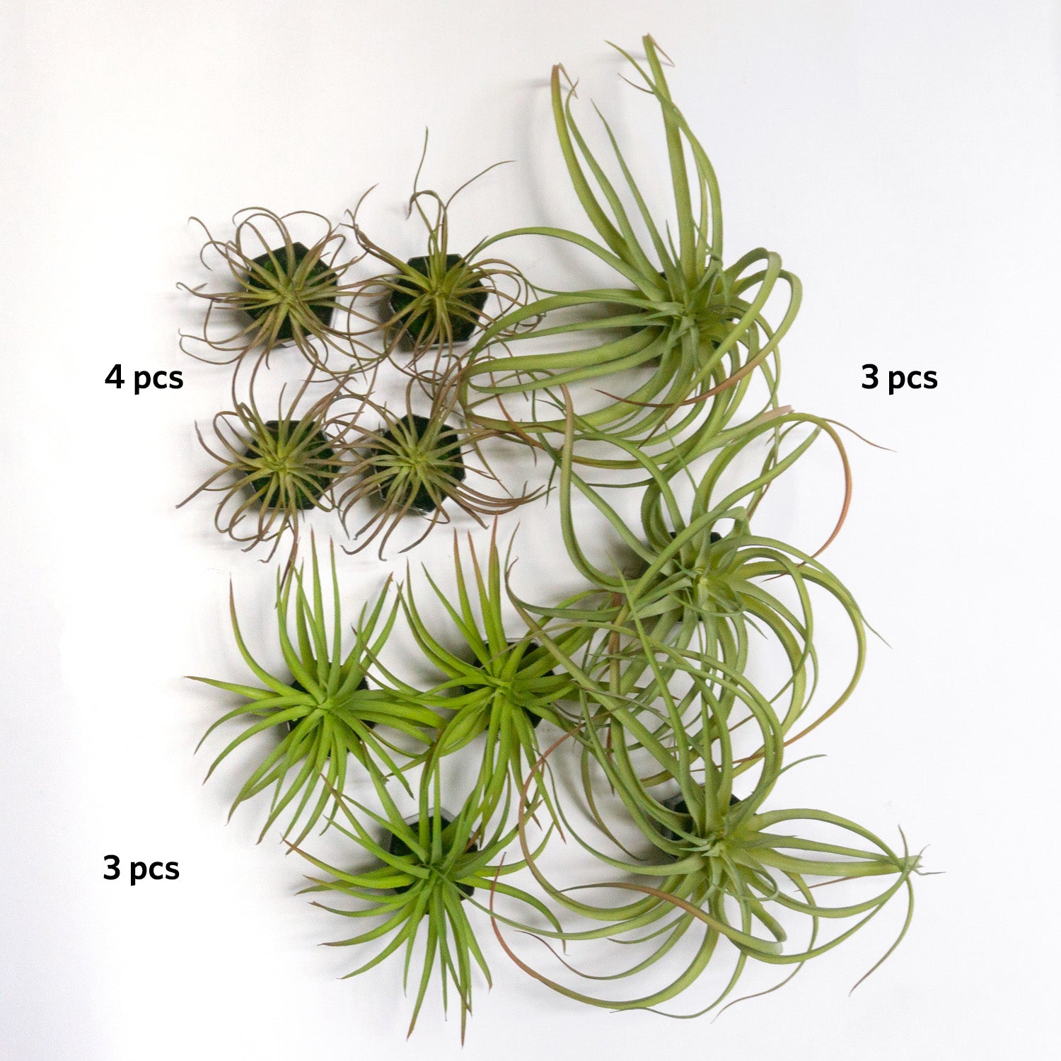 Green Wall Satellite, Wall Play™ Beehive Black w/ Air Plants, Set of 10