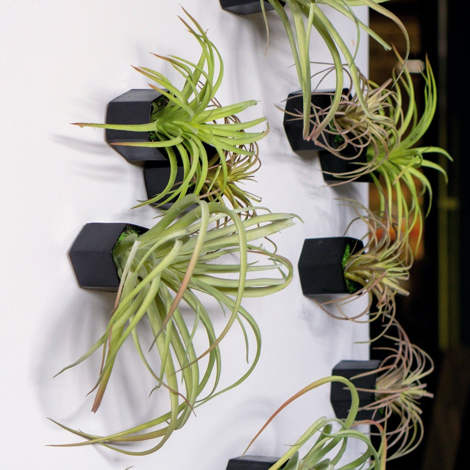 wall of air plants Green Wall Satellite, Wall Play™ Beehive Black w/ Air Plants, Set of 1 — Gold Leaf Design Group