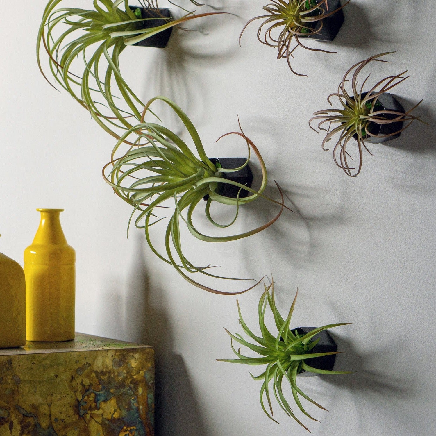 Green Wall Satellite, Wall Play™ Beehive Black w/ Air Plants, Set of 10