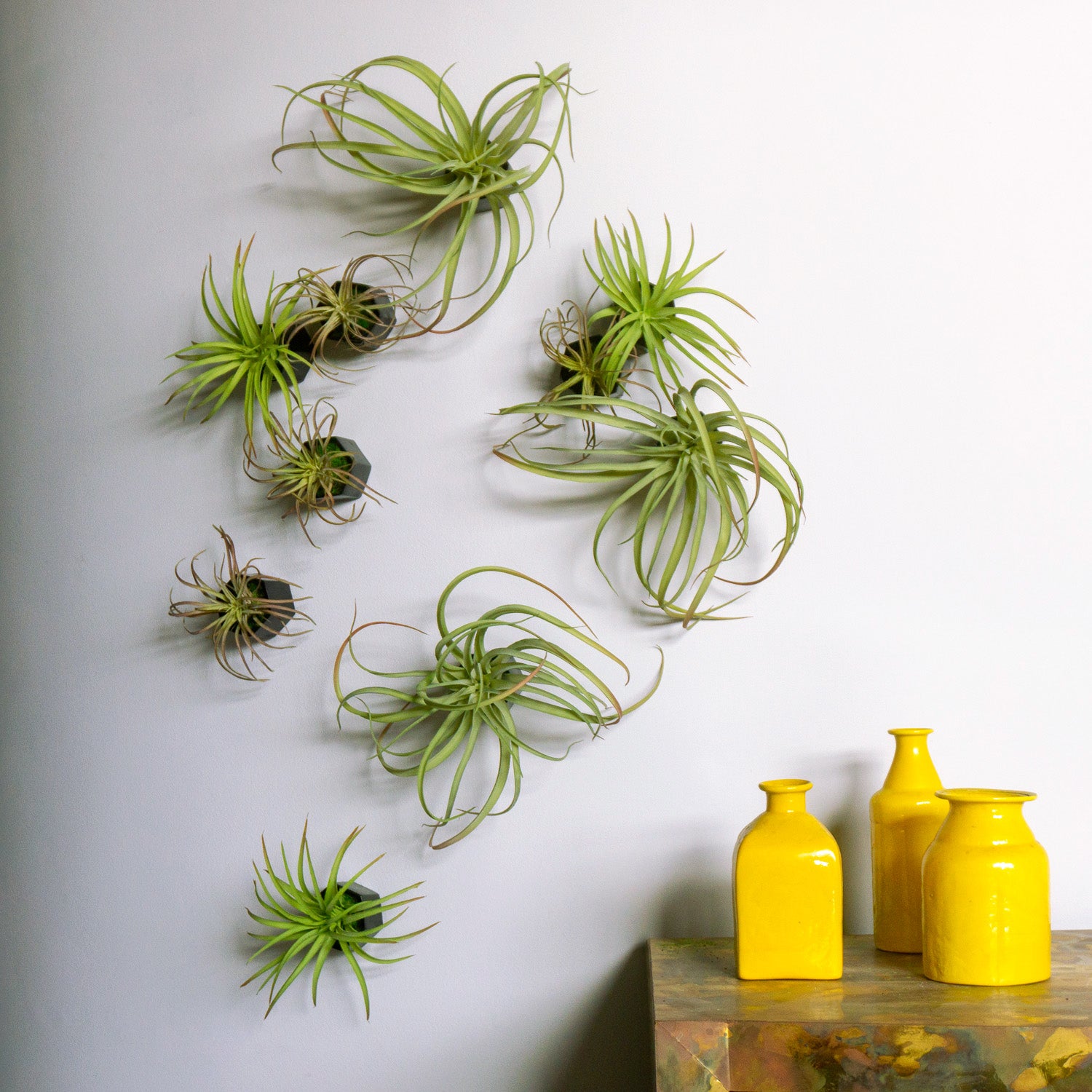 air plant wall decor Green Wall Satellite, Wall Play™ Beehive Black w/ Air Plants, Set of 1 — Gold Leaf Design Group