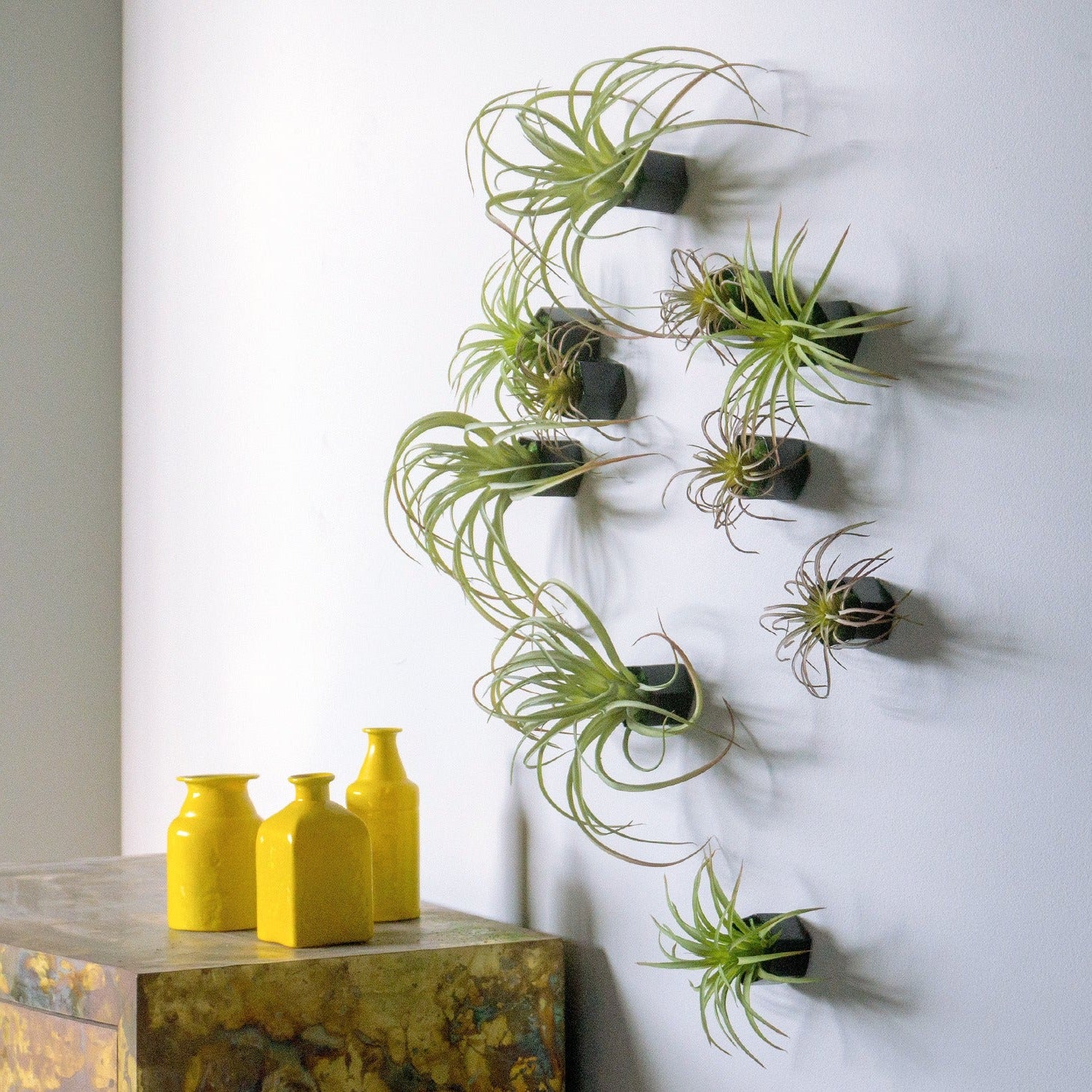 air plant wall hanger Green Wall Satellite, Wall Play™ Beehive Black w/ Air Plants, Set of 1 — Gold Leaf Design Group