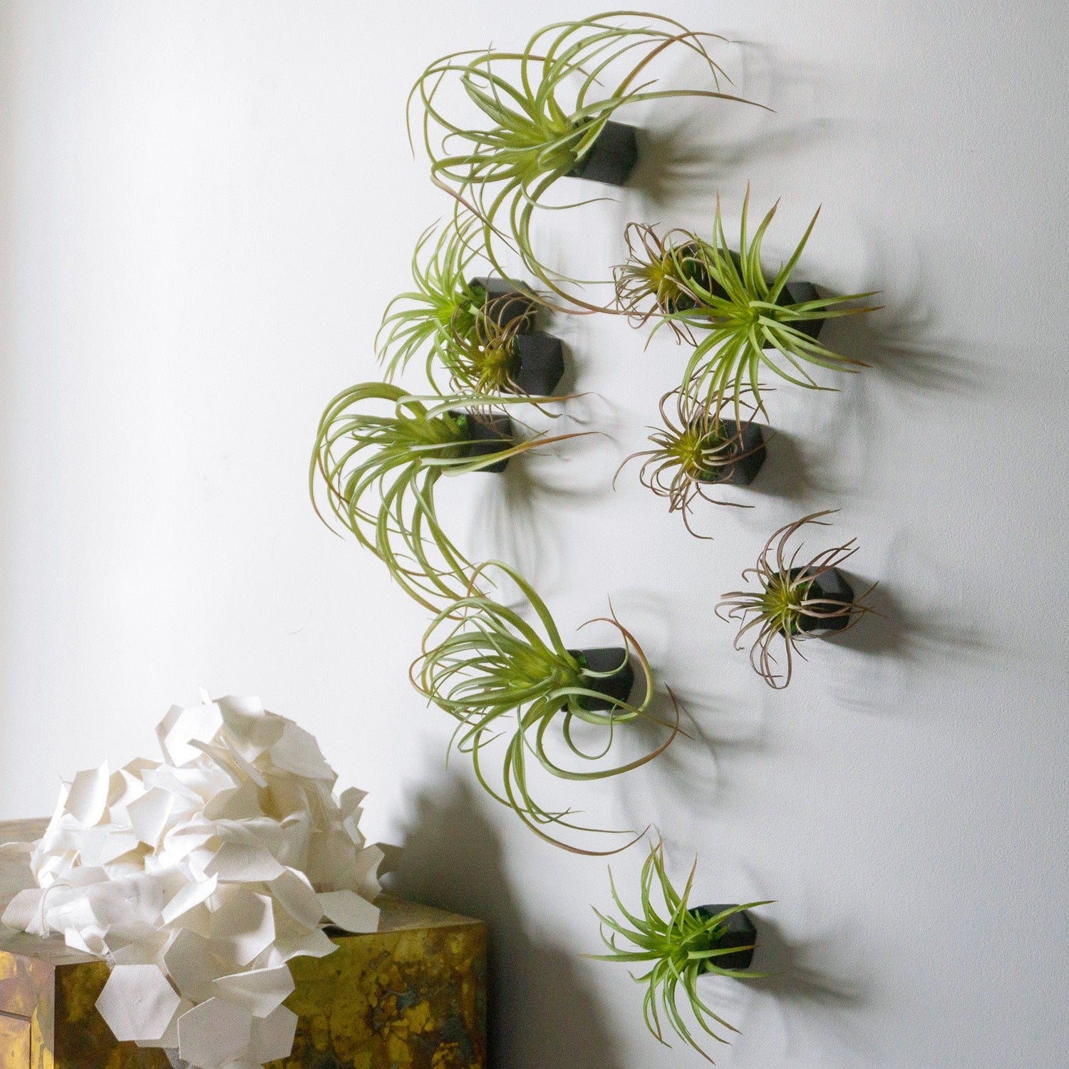 air plant wall sconce Green Wall Satellite, Wall Play™ Beehive Black w/ Air Plants, Set of 1 — Gold Leaf Design Group