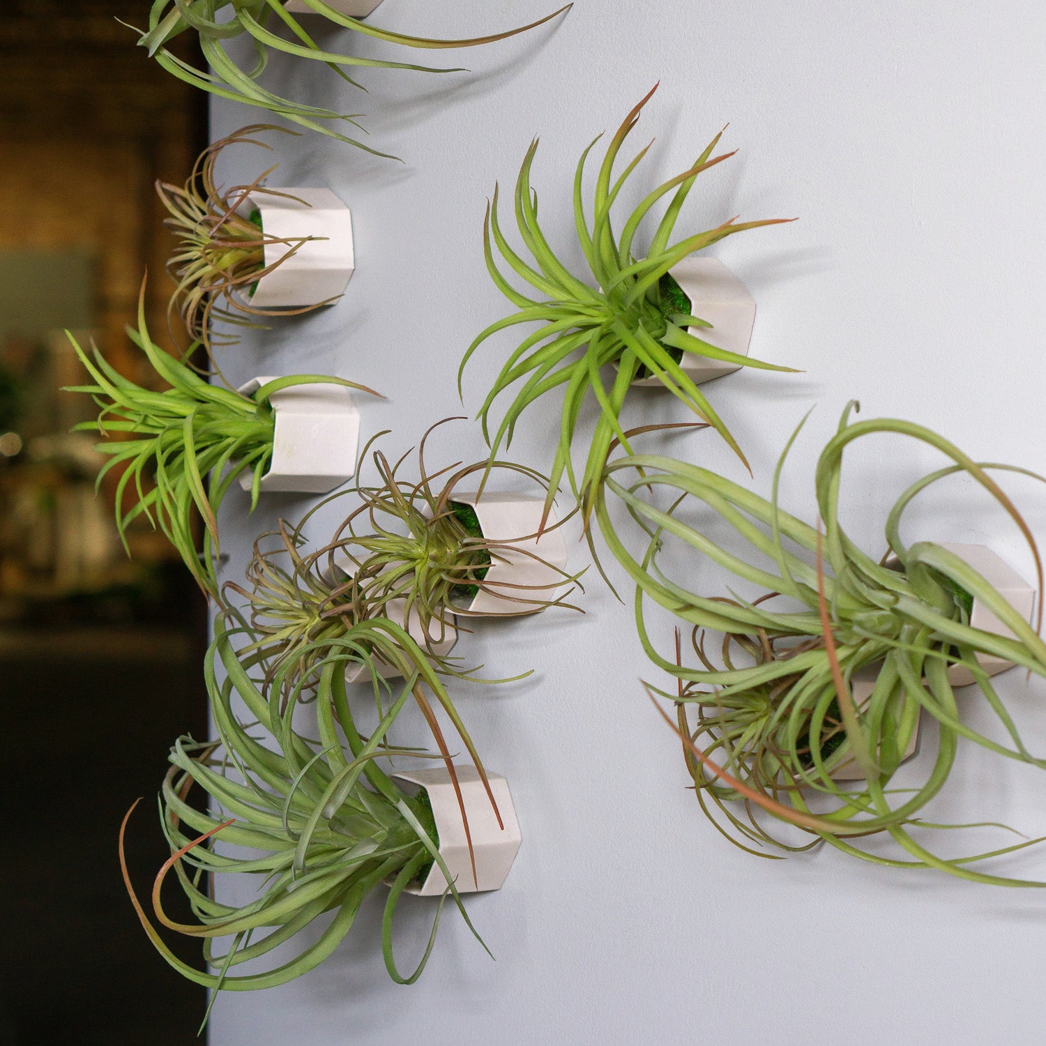 air plant living wall Green Wall Satellite, Wall Play™ Beehive Off-White w/ Air Plants, Set — Gold Leaf Design Group