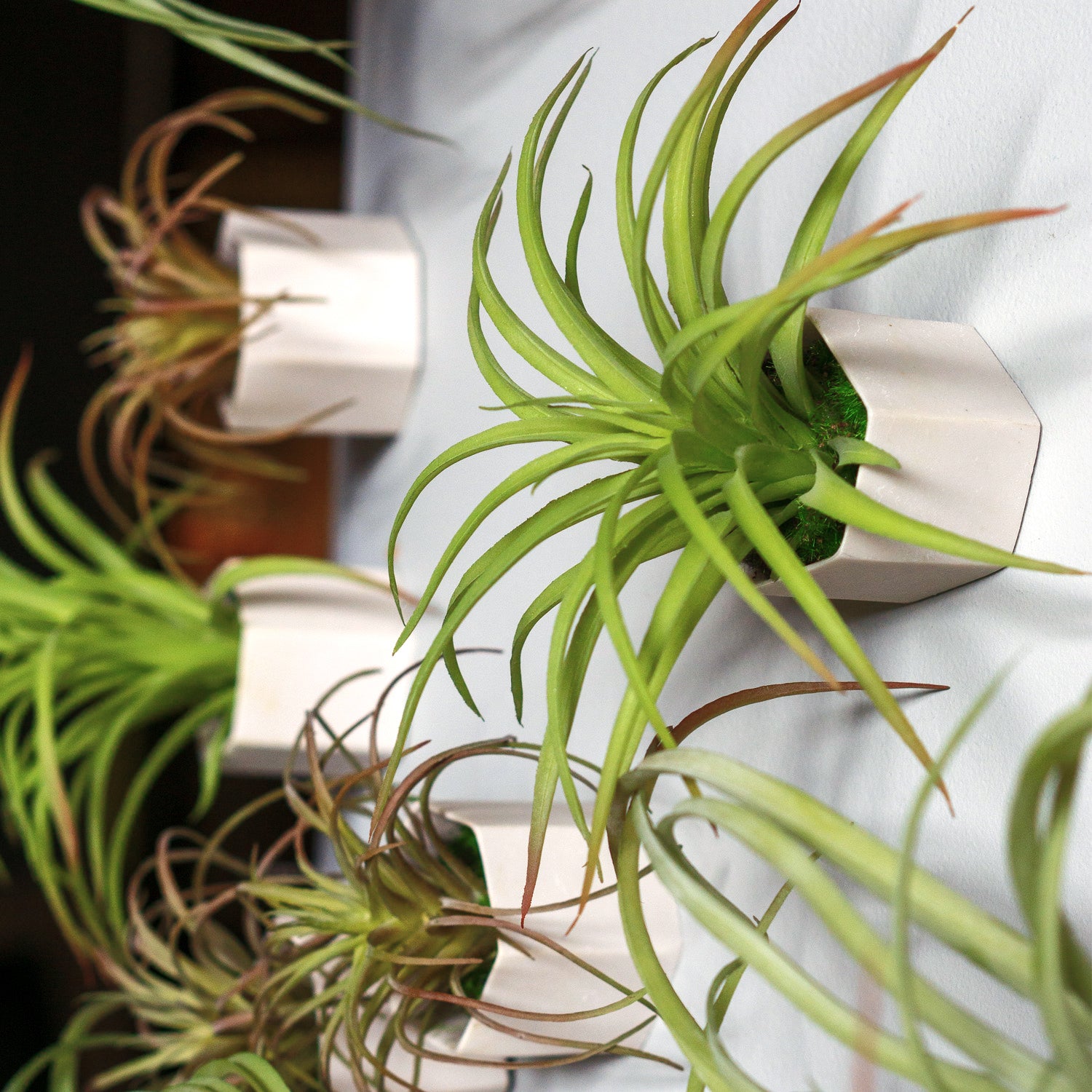 Green Wall Satellite, Wall Play™ Beehive White w/ Air Plants, Set of 10