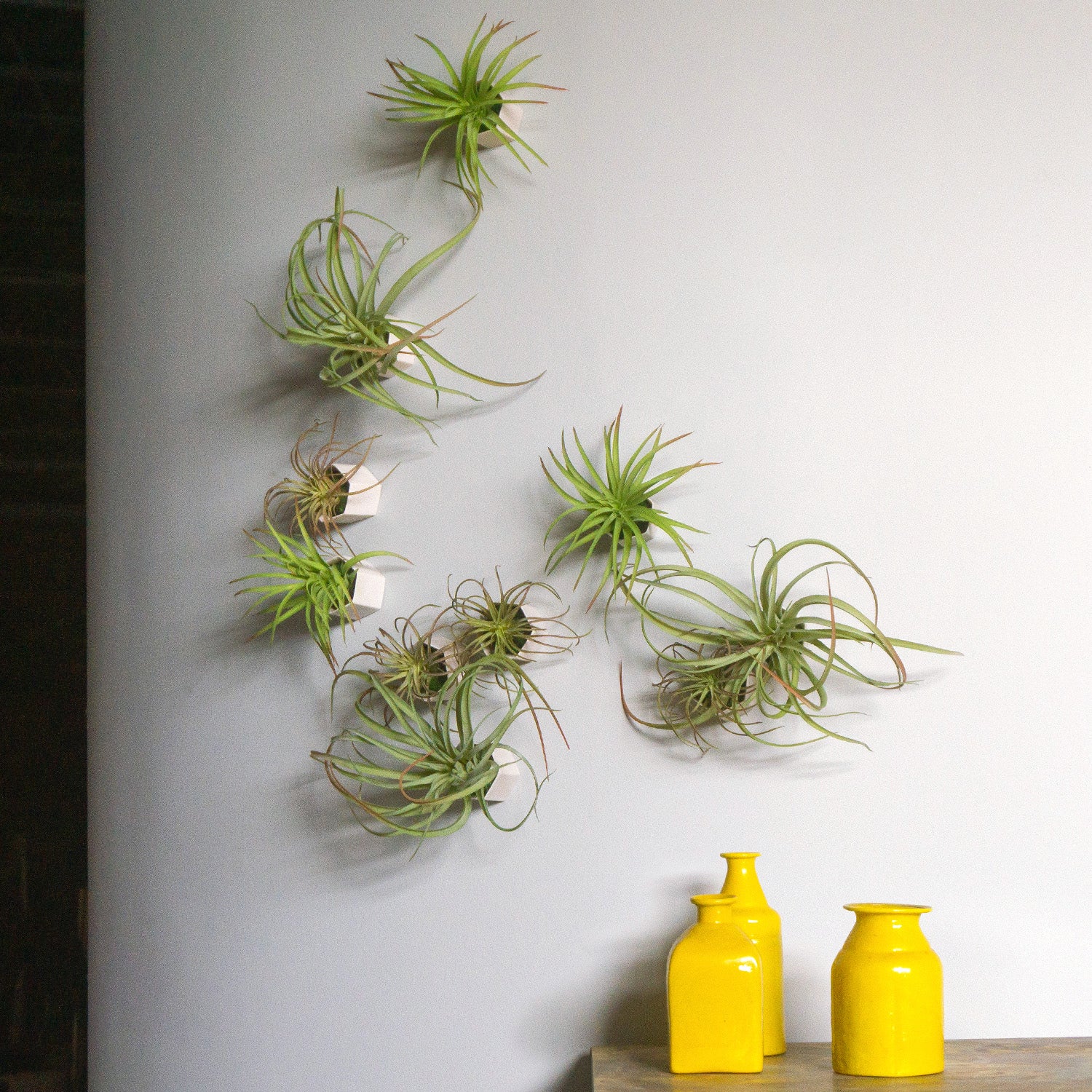 Green Wall Satellite, Wall Play™ Beehive Off-White w/ Air Plants, Set of 10