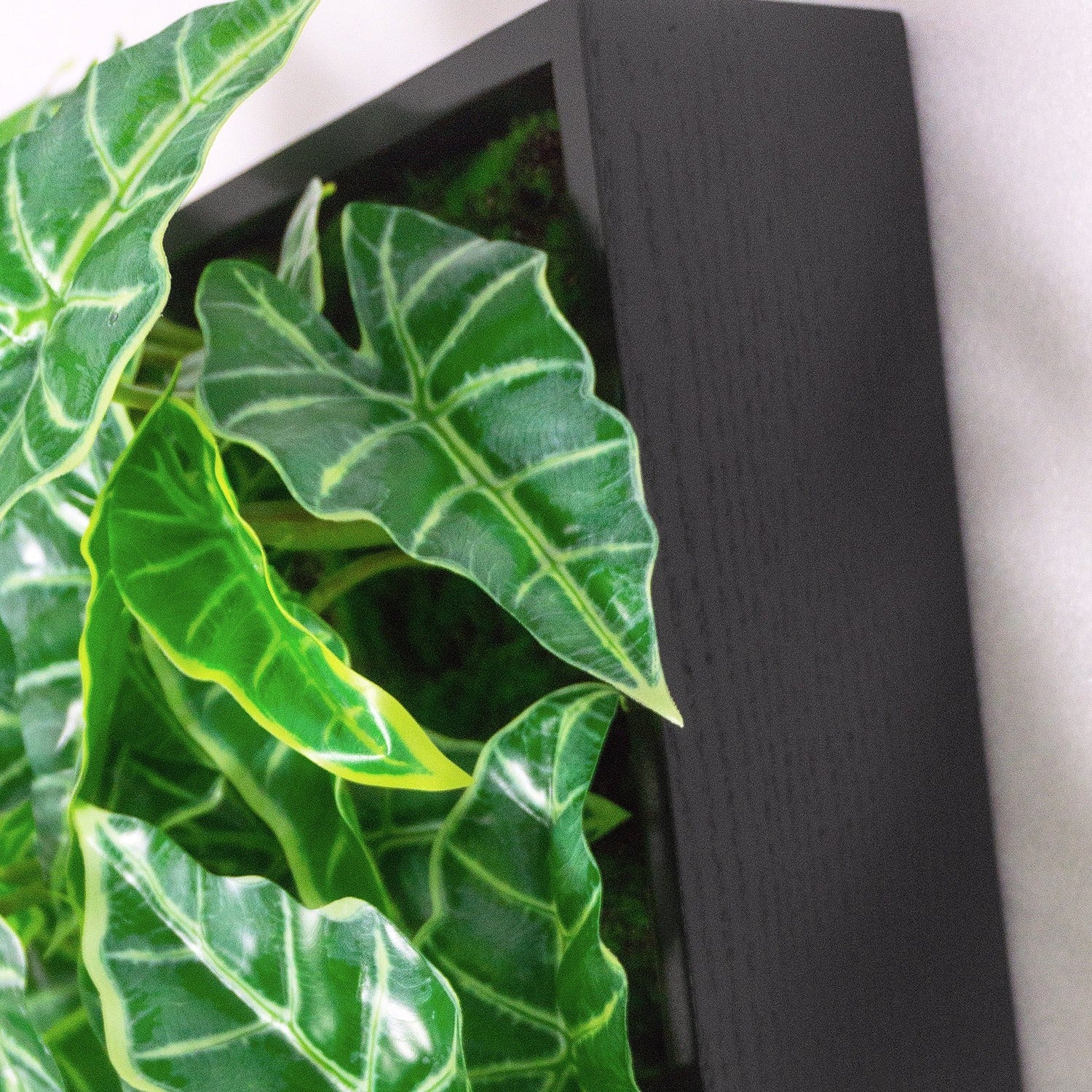 Green Wall, Mini Alocasia 1