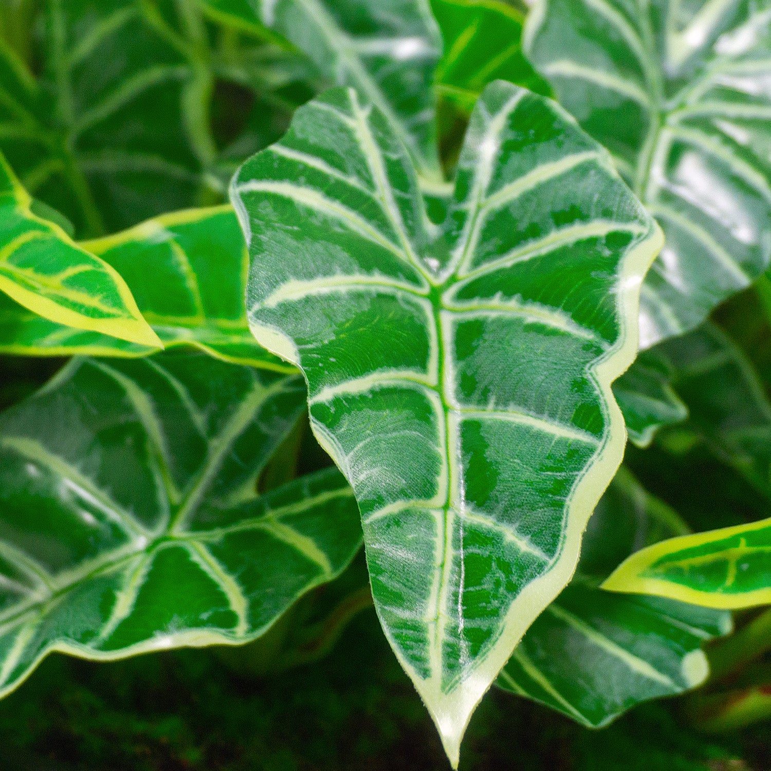 Green Wall, Mini Alocasia 1