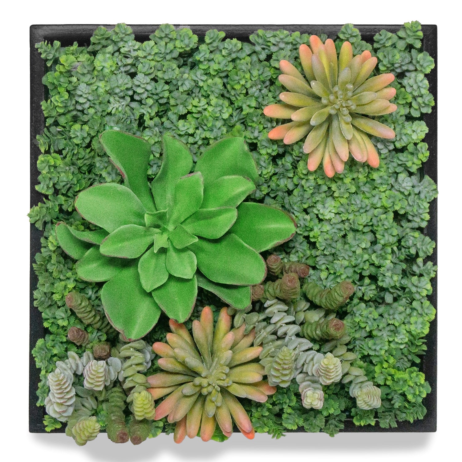 Green Wall, Mini Sedeveria Mix 1