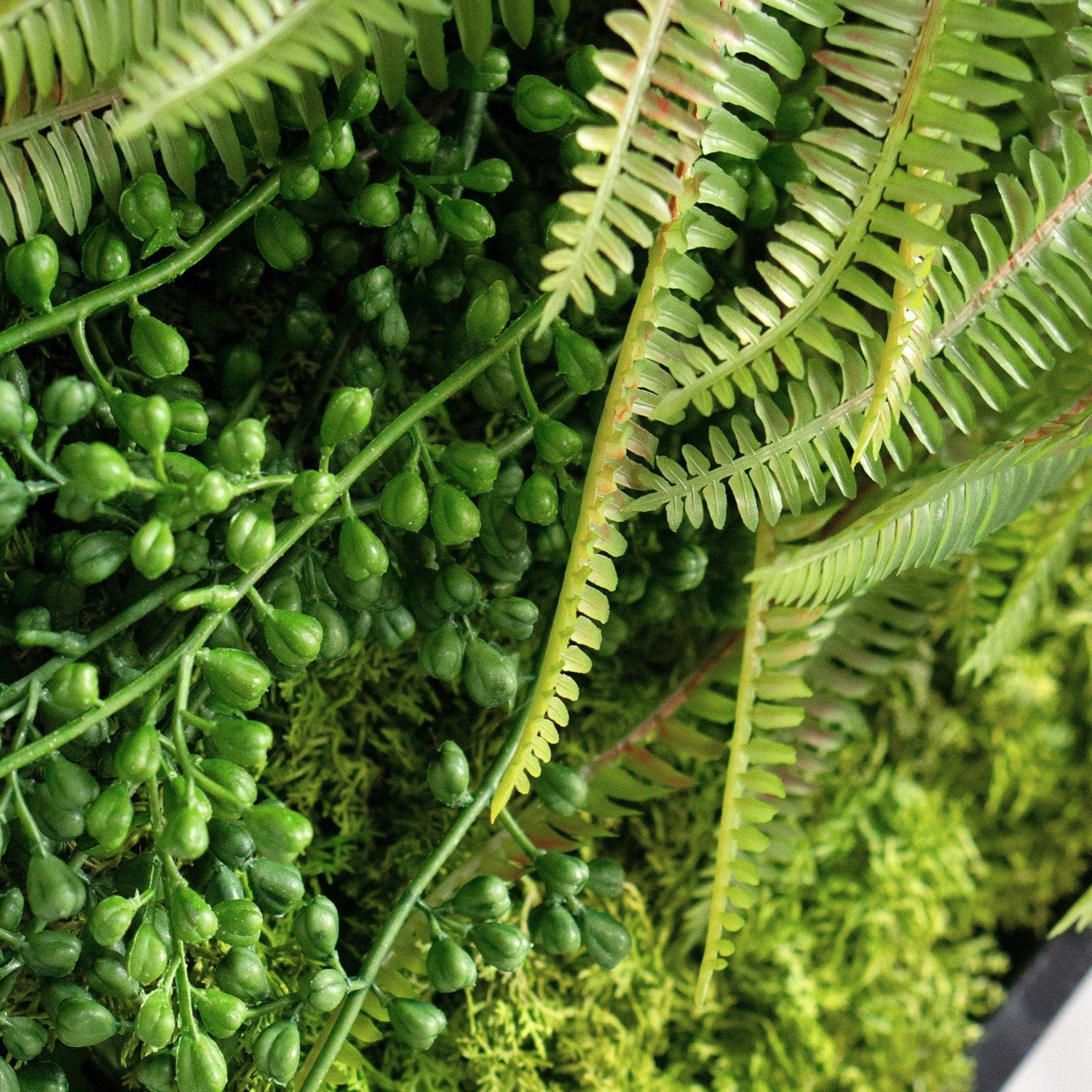 Green Wall, Mini Fern & Sedum Pearls 1