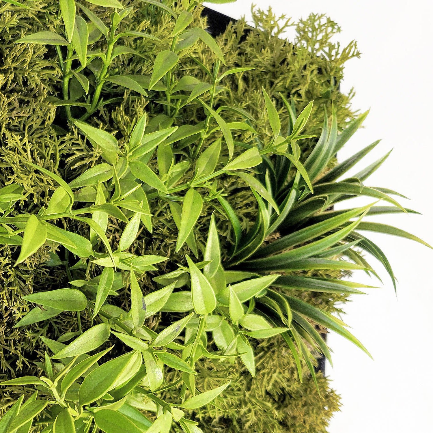 Green Wall, Mini Flat Texture Mix 3