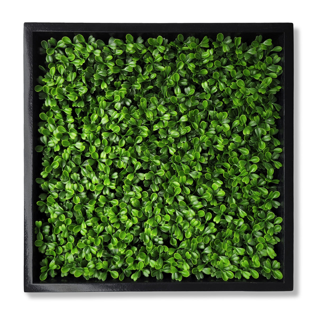 Green Wall, Mini Boxwood 1 — Gold Leaf Design Group