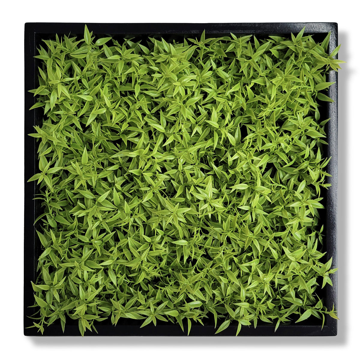 Green Wall, Mini Texture Leaf 1 — Gold Leaf Design Group