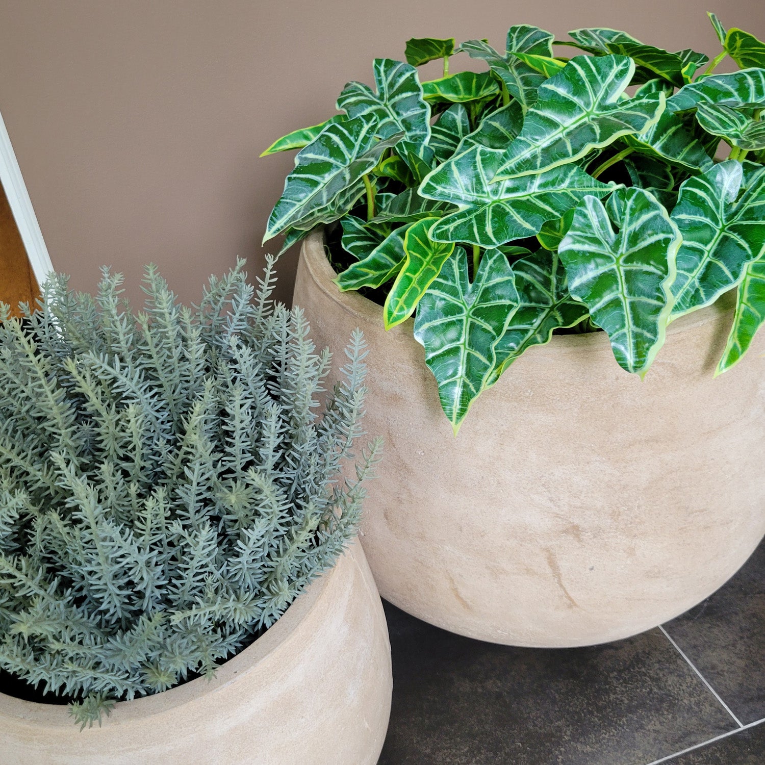 Alocasia & Stonecrop Sedum in Puddle Urbano, Set/ 2