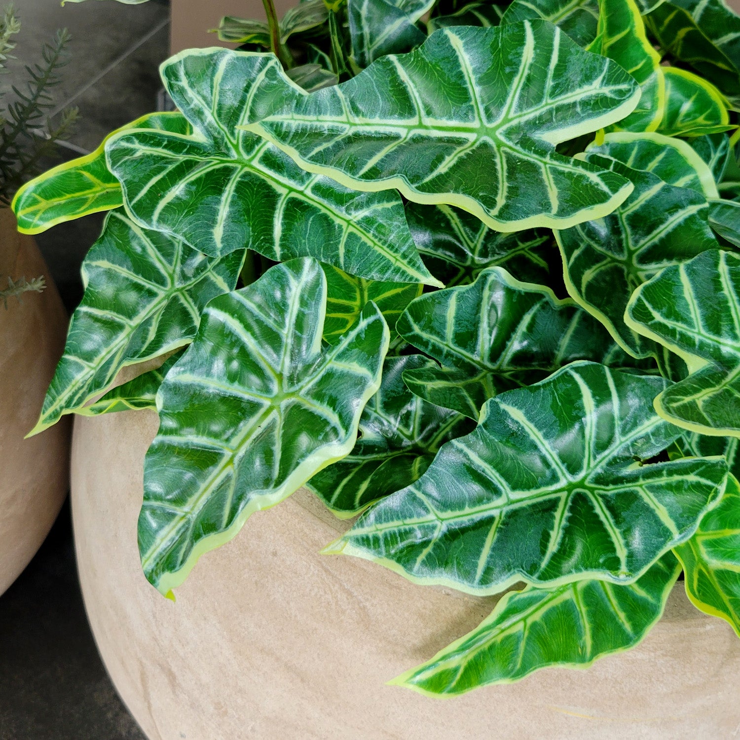 Alocasia & Stonecrop Sedum in Puddle Urbano, Set/ 2