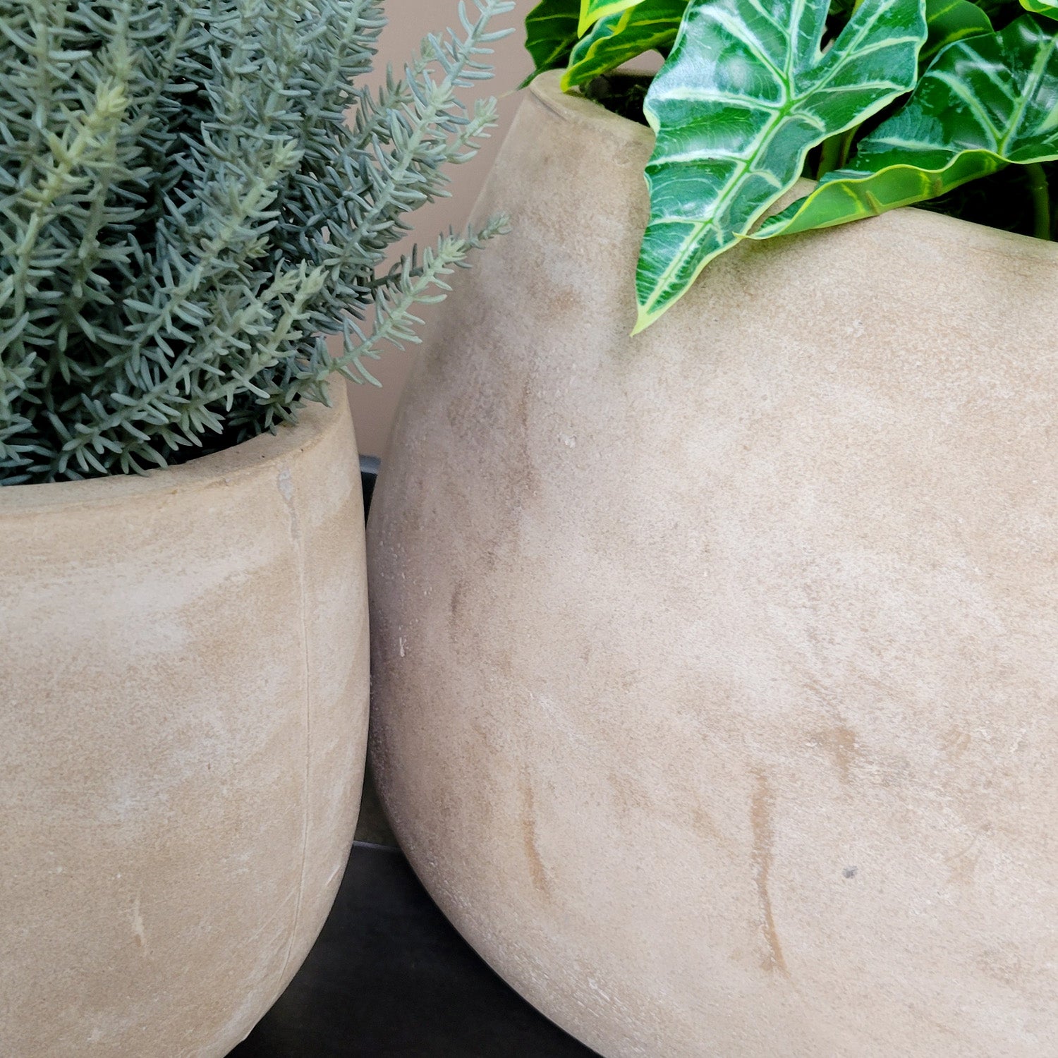 Alocasia & Stonecrop Sedum in Puddle Urbano, Set/ 2