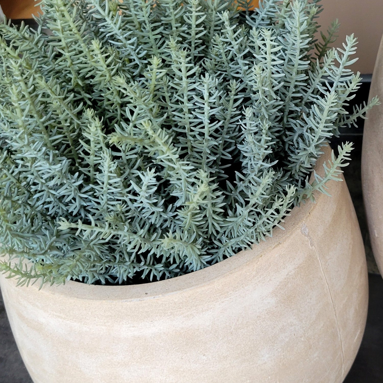 Alocasia & Stonecrop Sedum in Puddle Urbano, Set/ 2