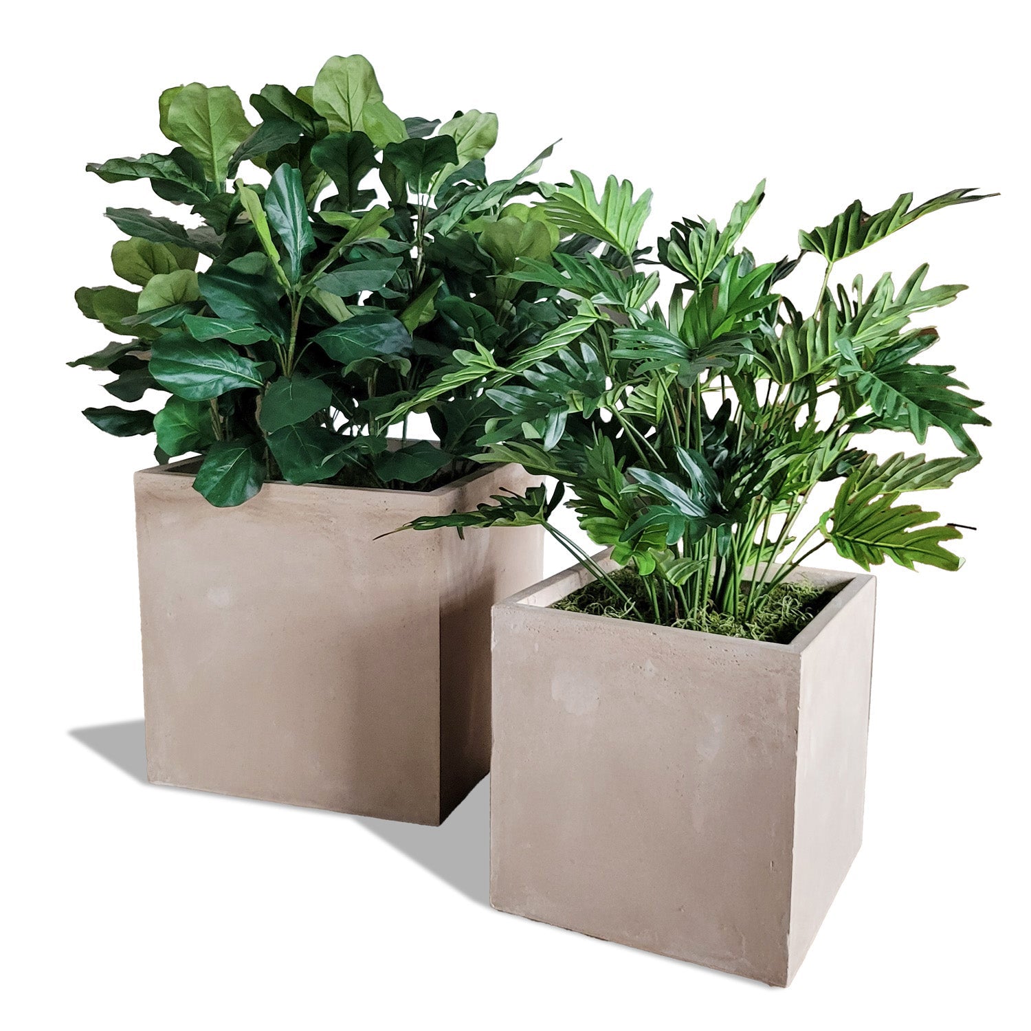 Fiddle Fig & Philodendron in Square Urbano, Set/ 2