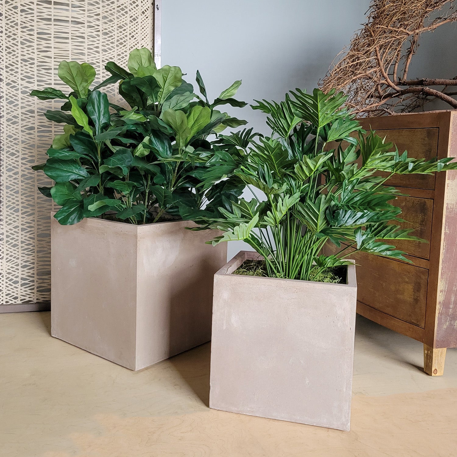 Fiddle Fig & Philodendron in Square Urbano, Set/ 2