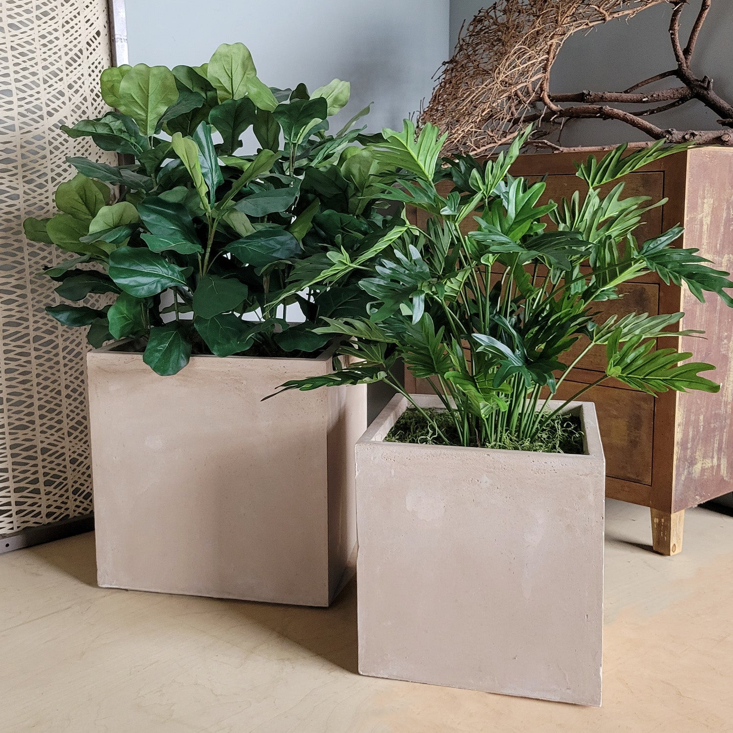 Fiddle Fig & Philodendron in Square Urbano, Set/ 2