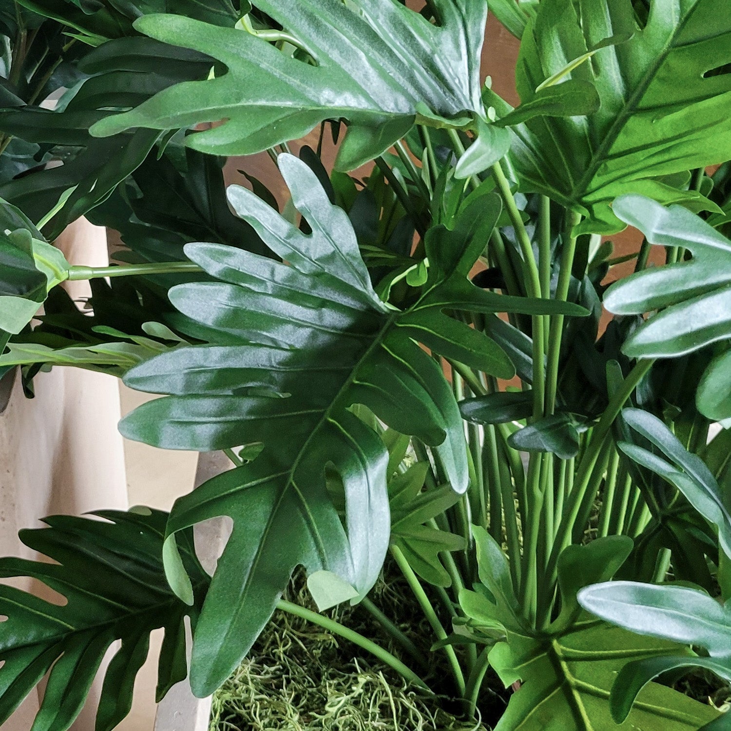 Fiddle Fig & Philodendron in Square Urbano, Set/ 2