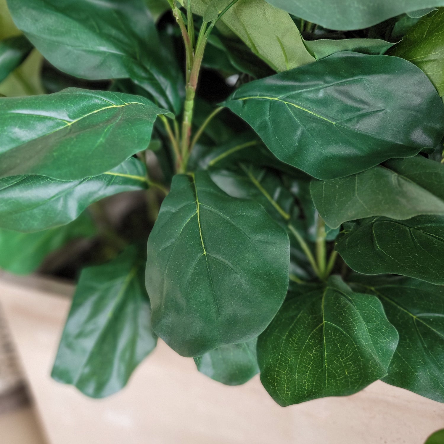 Fiddle Fig & Philodendron in Square Urbano, Set/ 2