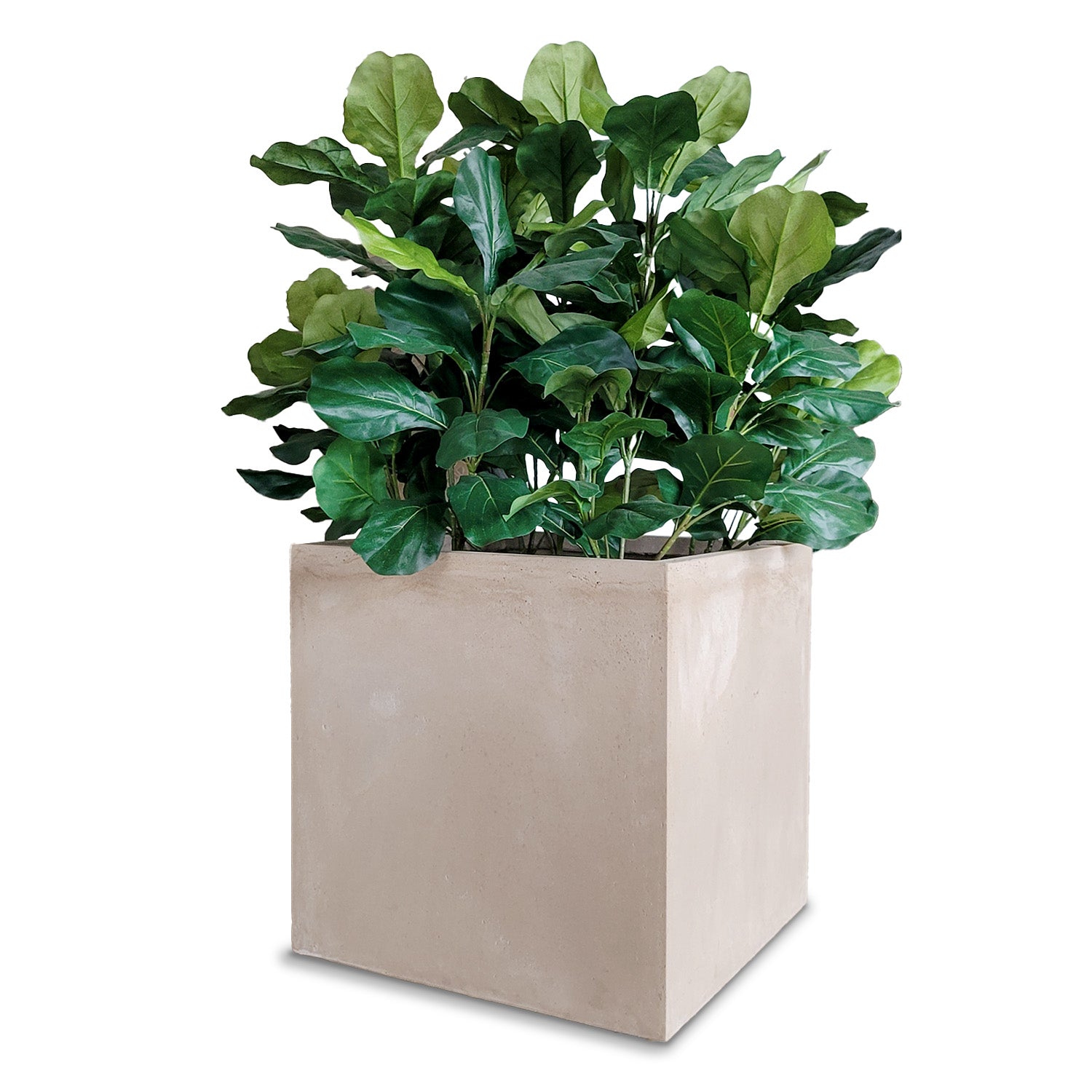 Fiddle Fig 46"H in Square Urbano, LG