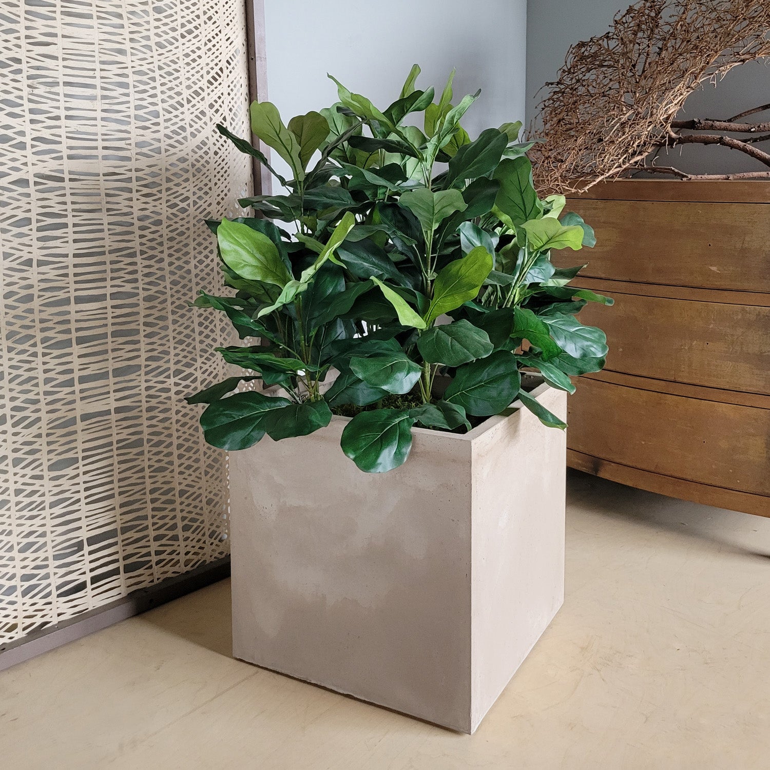 Fiddle Fig 46"H in Square Urbano, LG