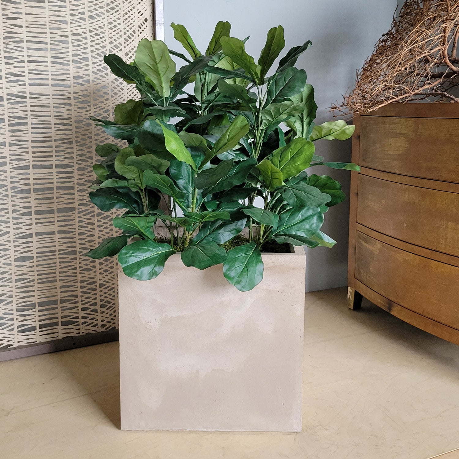 Fiddle Fig 46"H in Square Urbano, LG