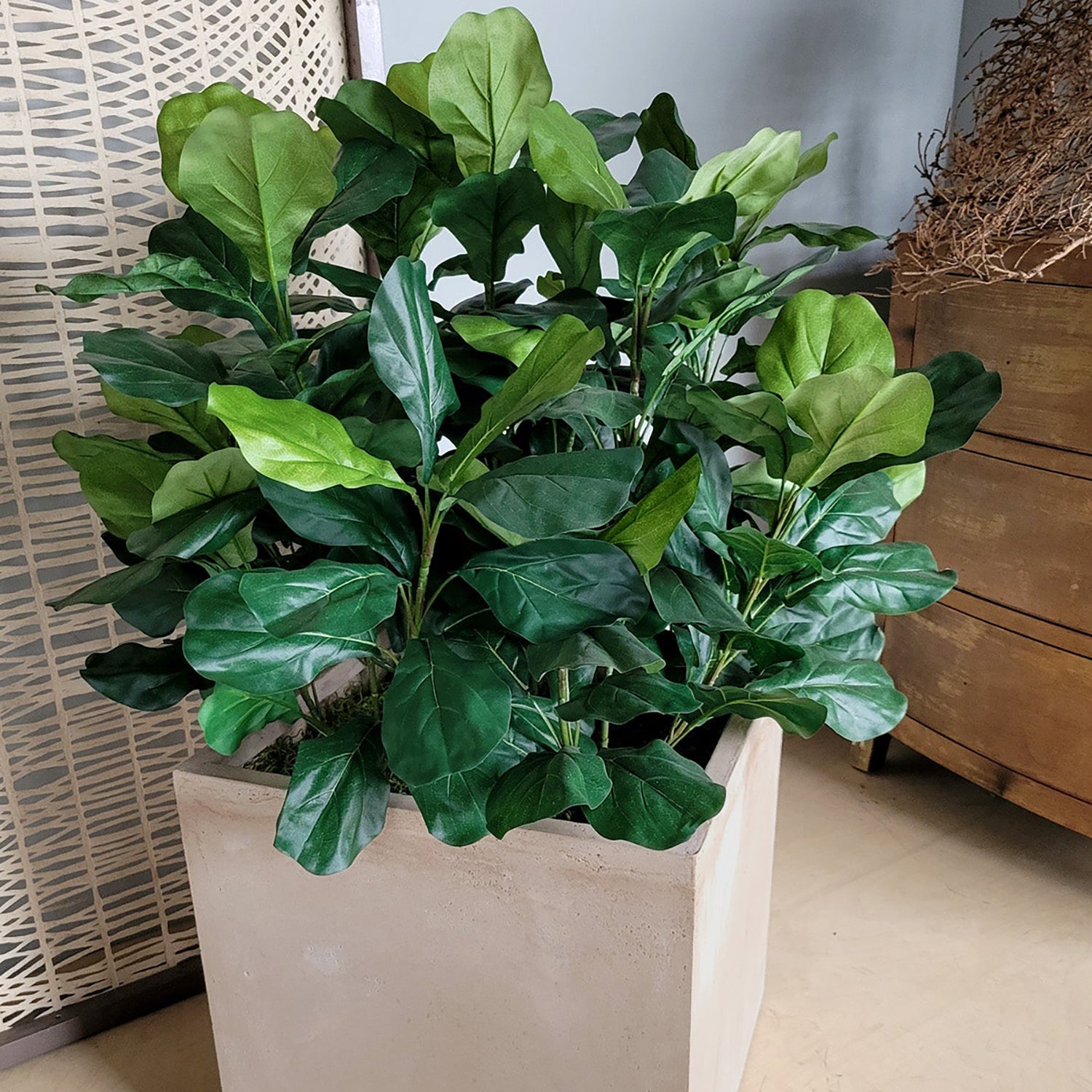 Fiddle Fig 46"H in Square Urbano, LG