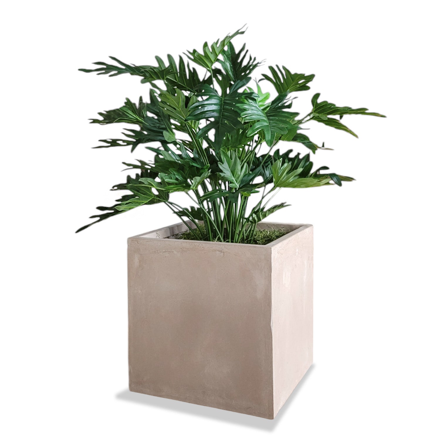 Philodendron 38”H in Square Urbano, SM