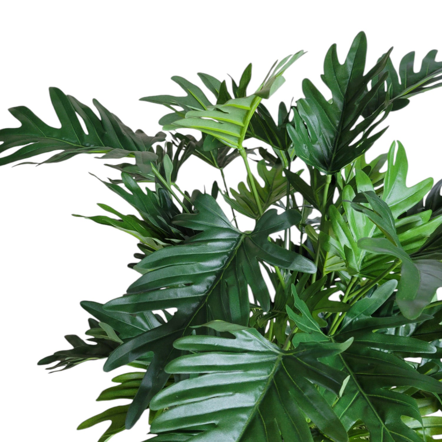 Philodendron 38”H in Square Urbano, SM