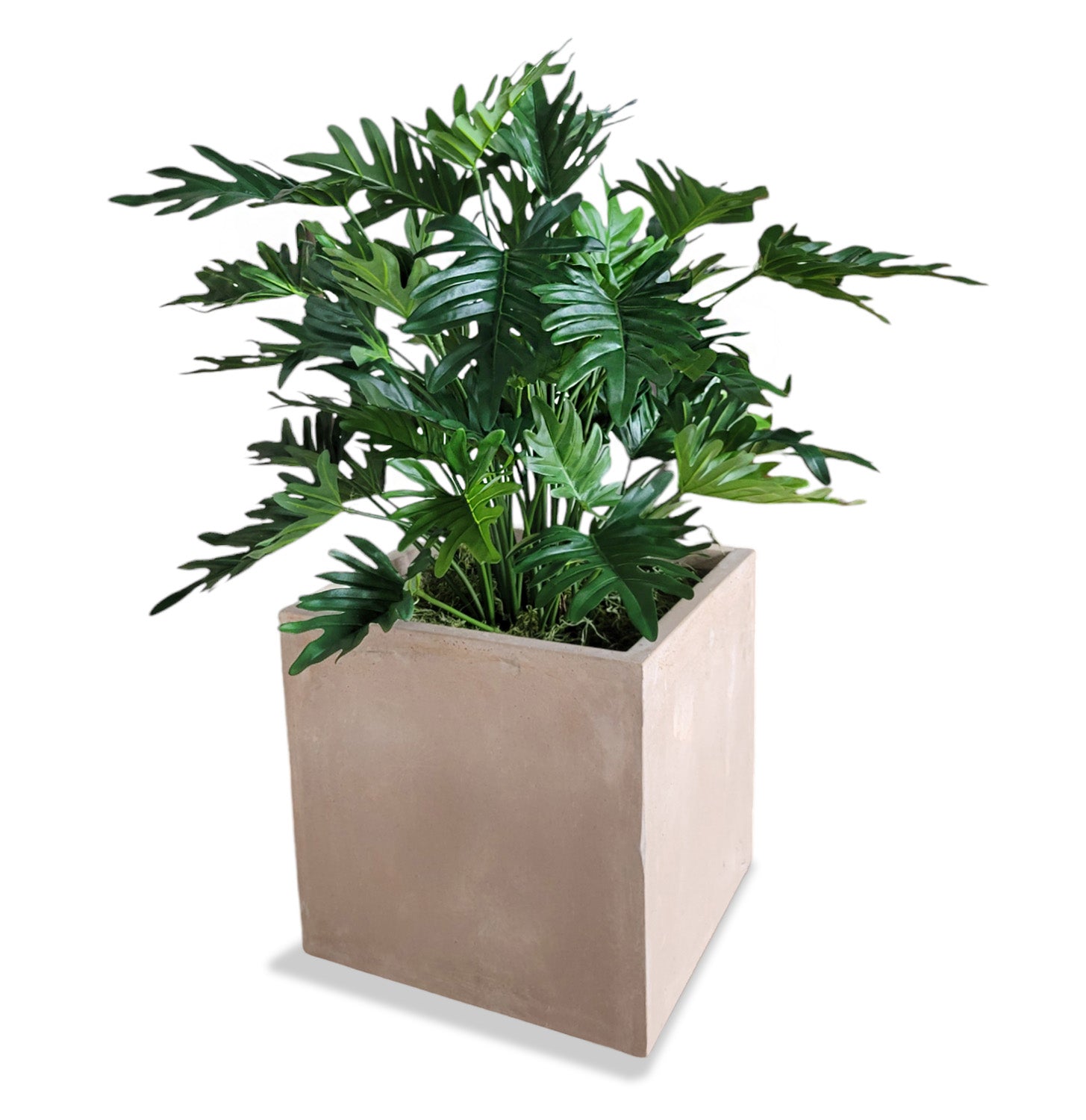 Philodendron 38”H in Square Urbano, SM