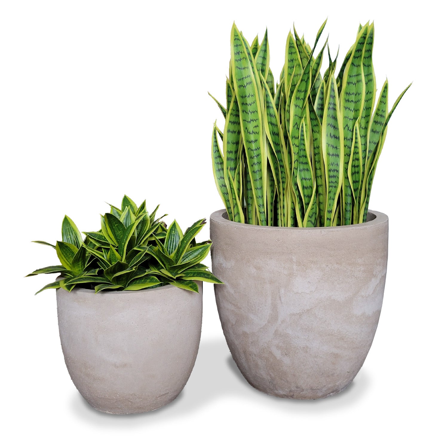 Sansevieria Lime in Flared Urbano, Set/ 2