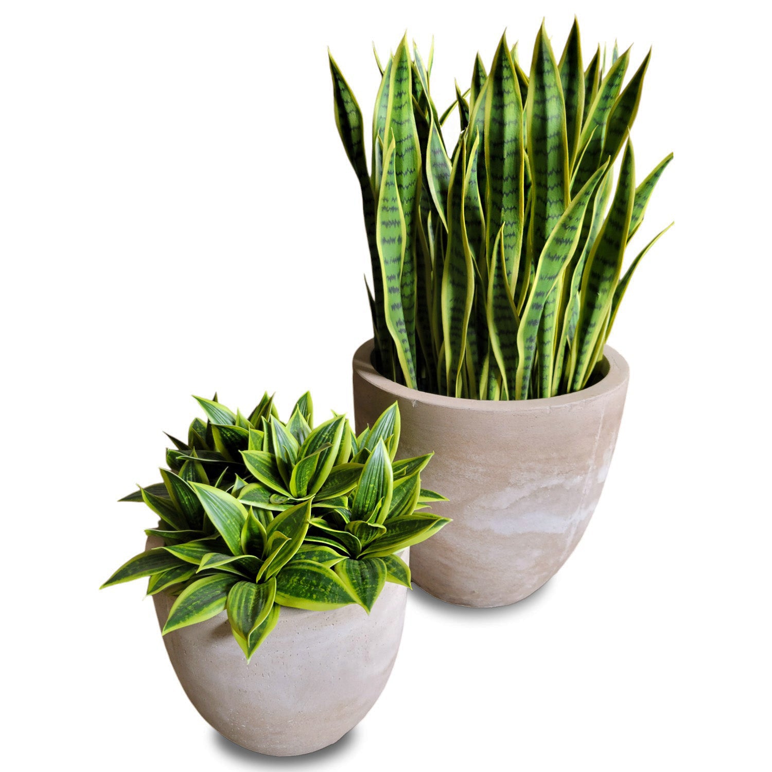 Sansevieria Lime in Flared Urbano, Set/ 2