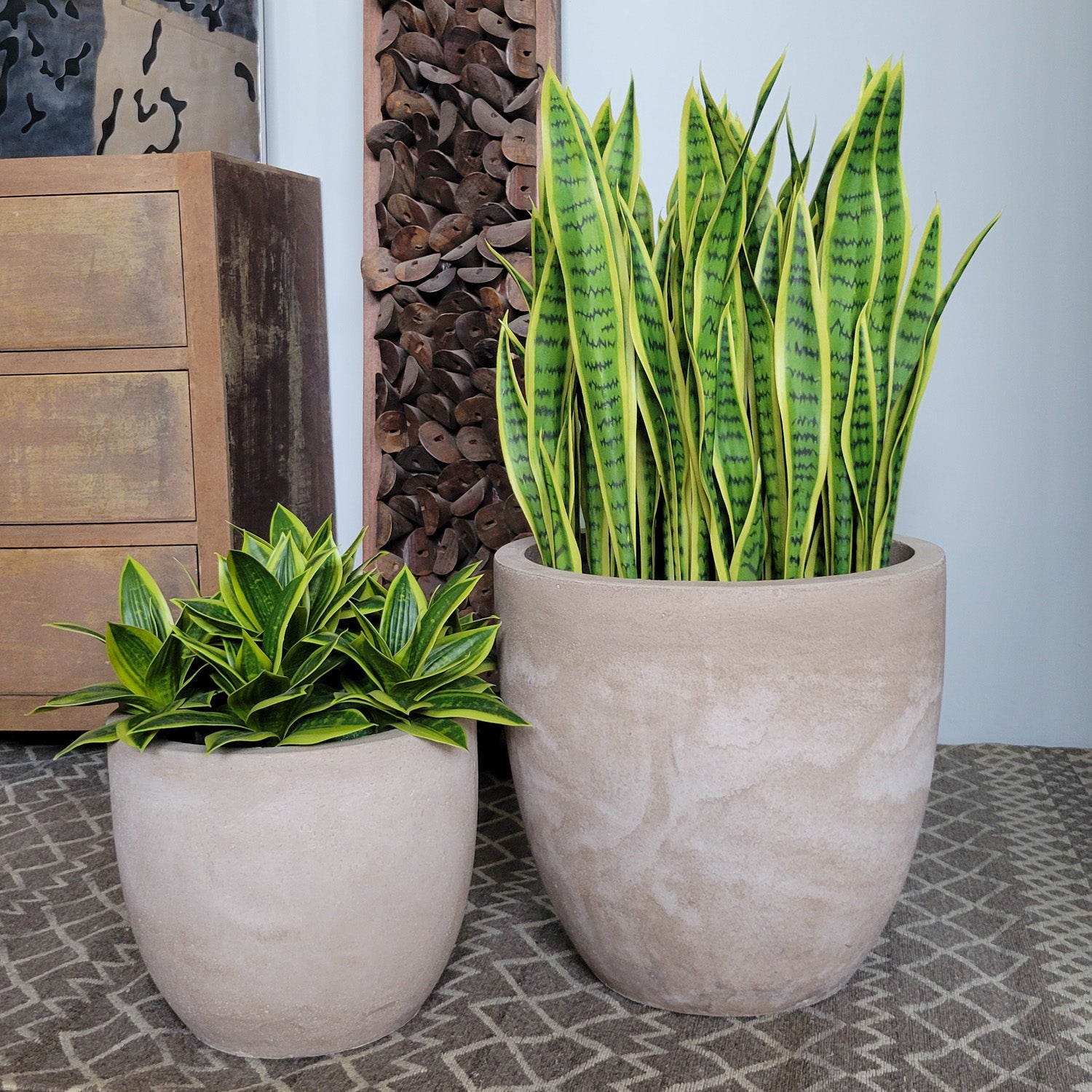 Sansevieria Lime in Flared Urbano, Set/ 2