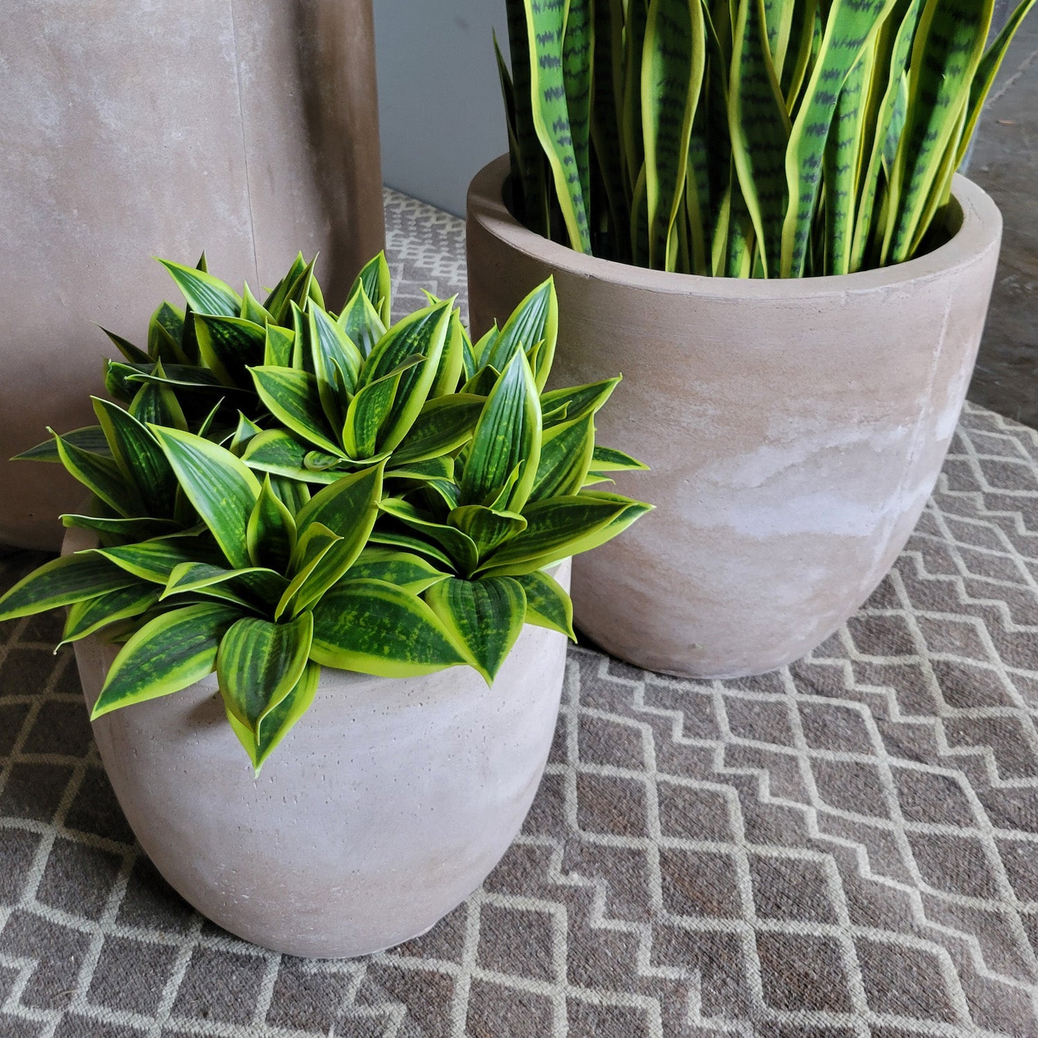 Sansevieria Lime in Flared Urbano, Set/ 2