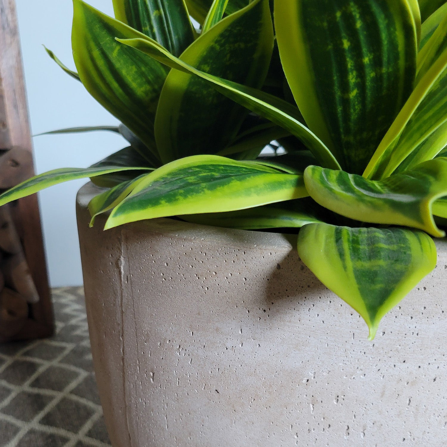 Sansevieria Lime in Flared Urbano, Set/ 2