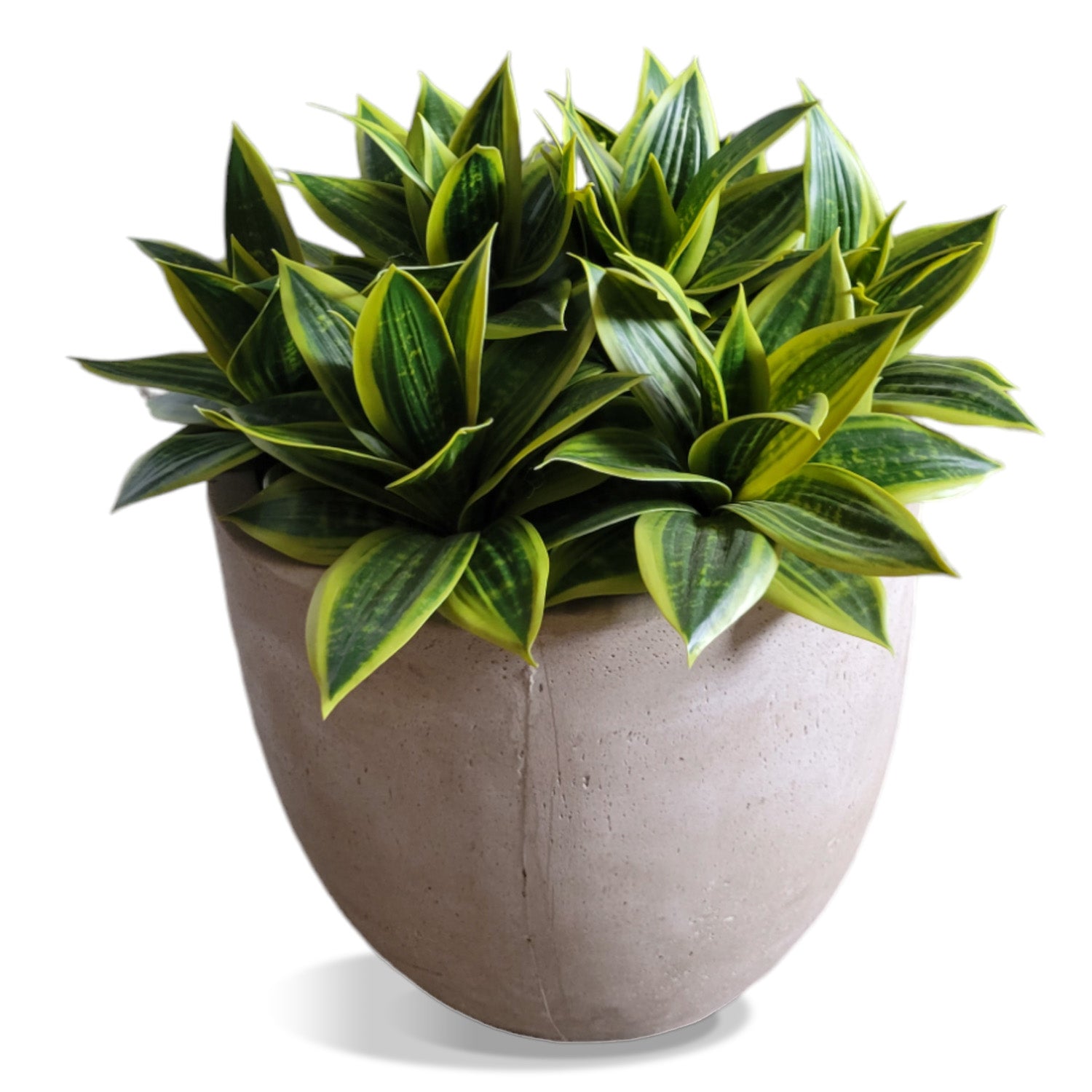 Sansevieria Lime in Flared Urbano, SM