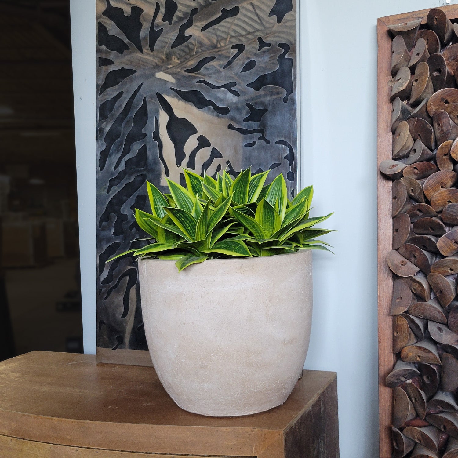 Sansevieria Lime in Flared Urbano, SM