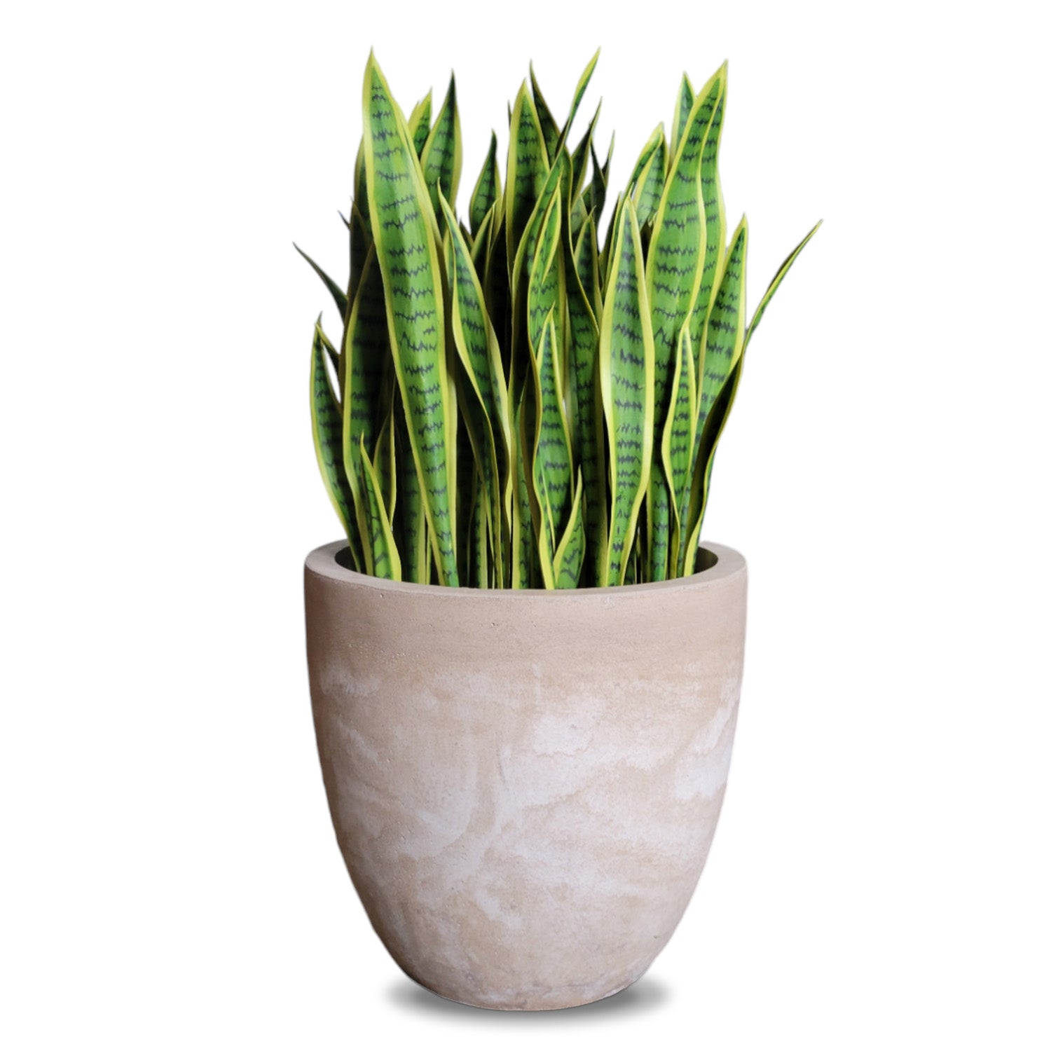 Sansevieria Lime in Flared Urbano, LG