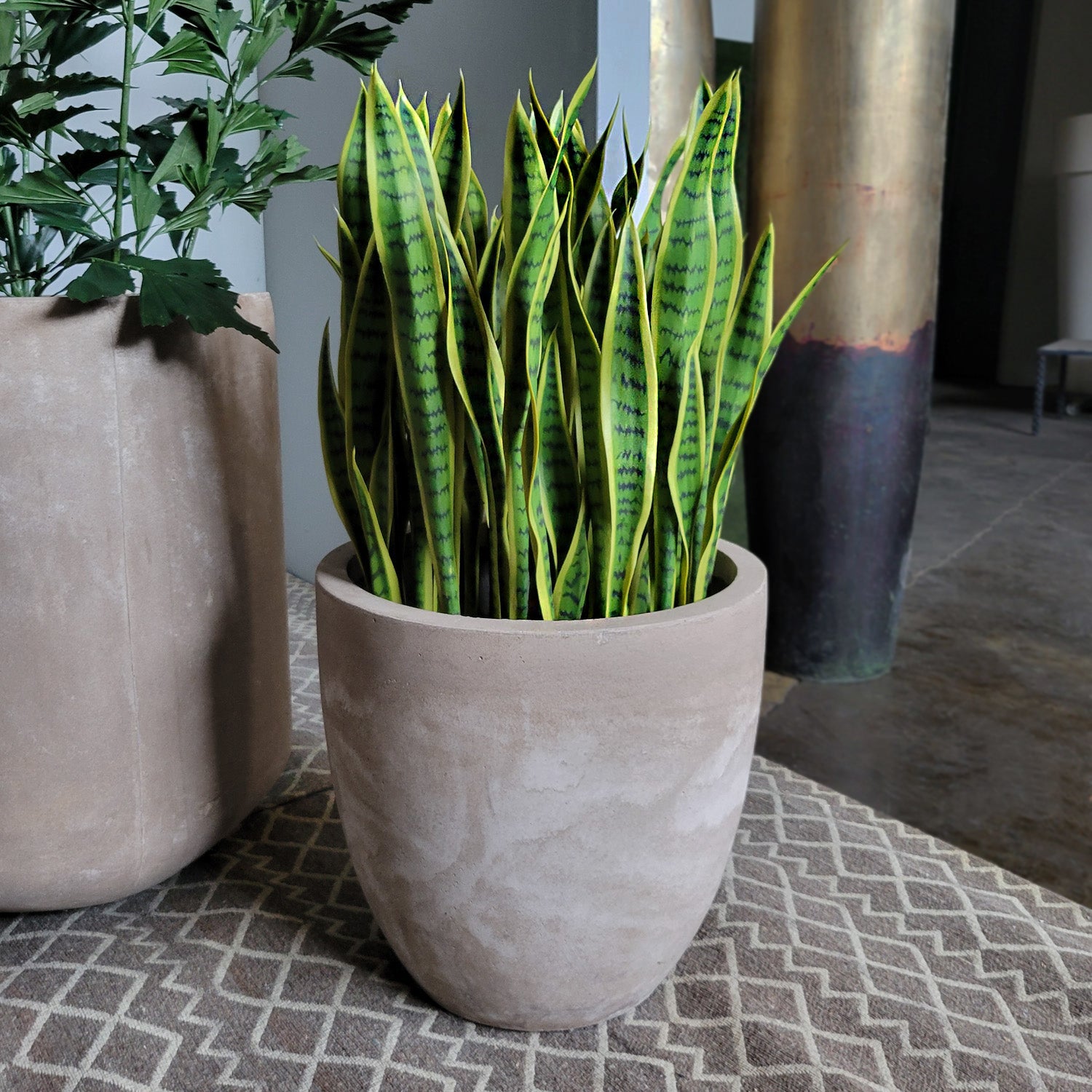 Sansevieria Lime in Flared Urbano, LG