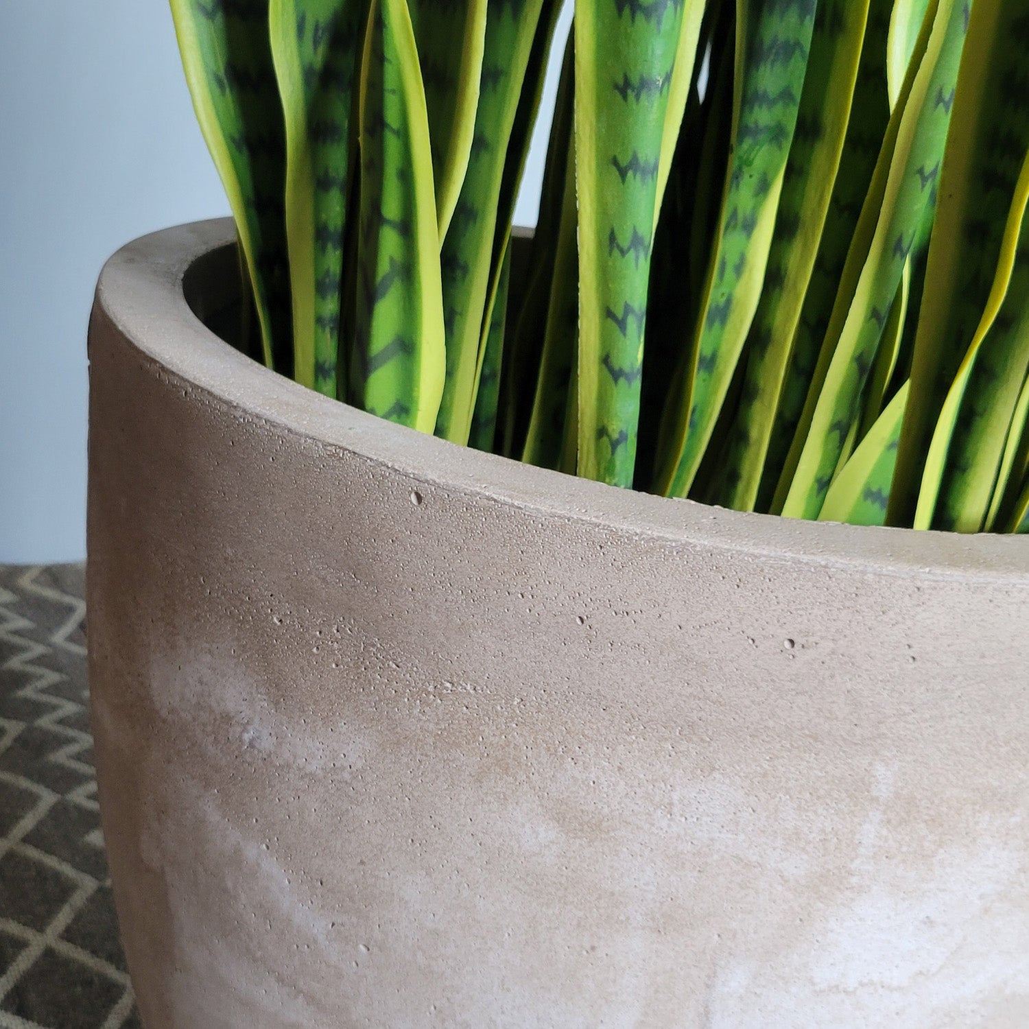 Sansevieria Lime in Flared Urbano, LG