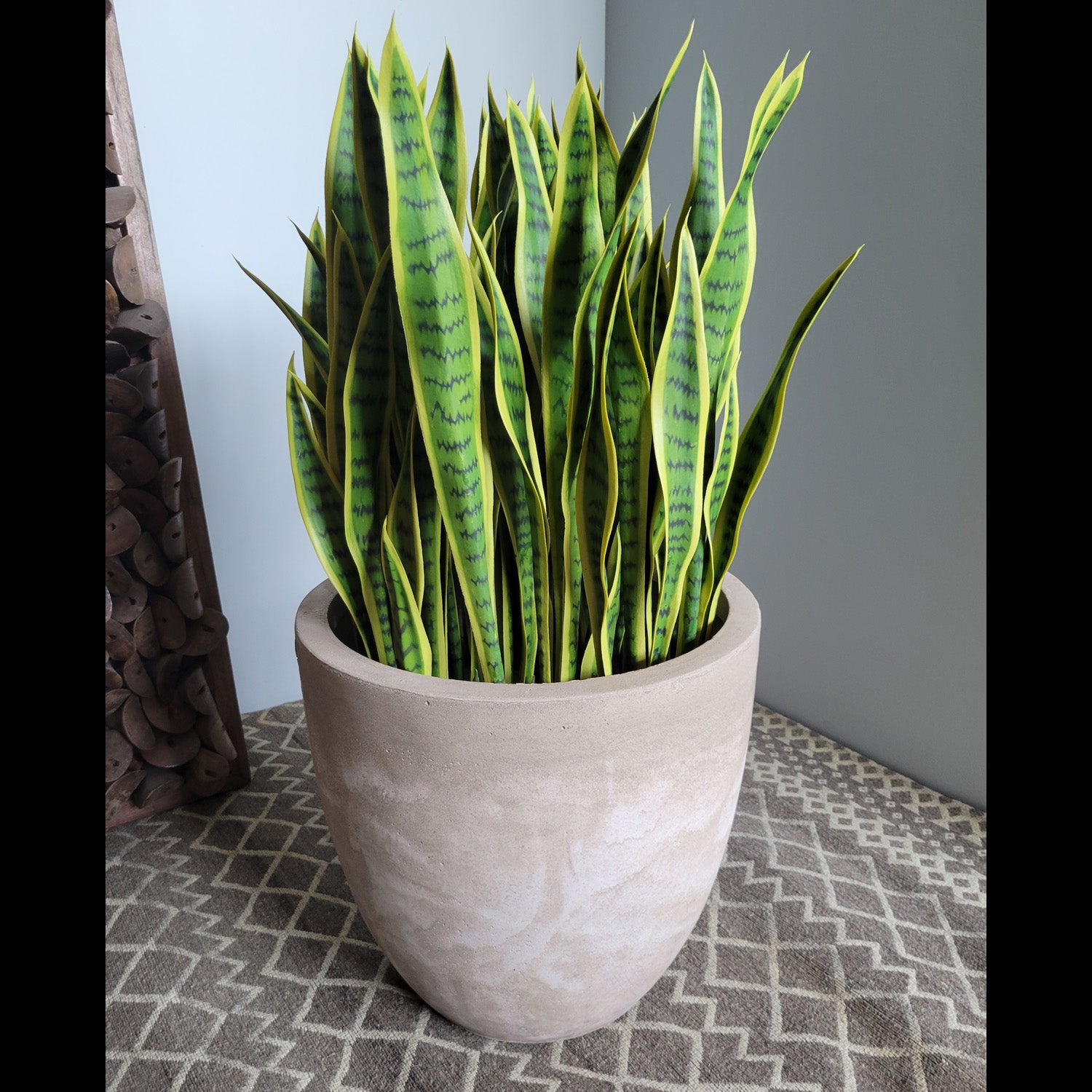 Sansevieria Lime in Flared Urbano, LG