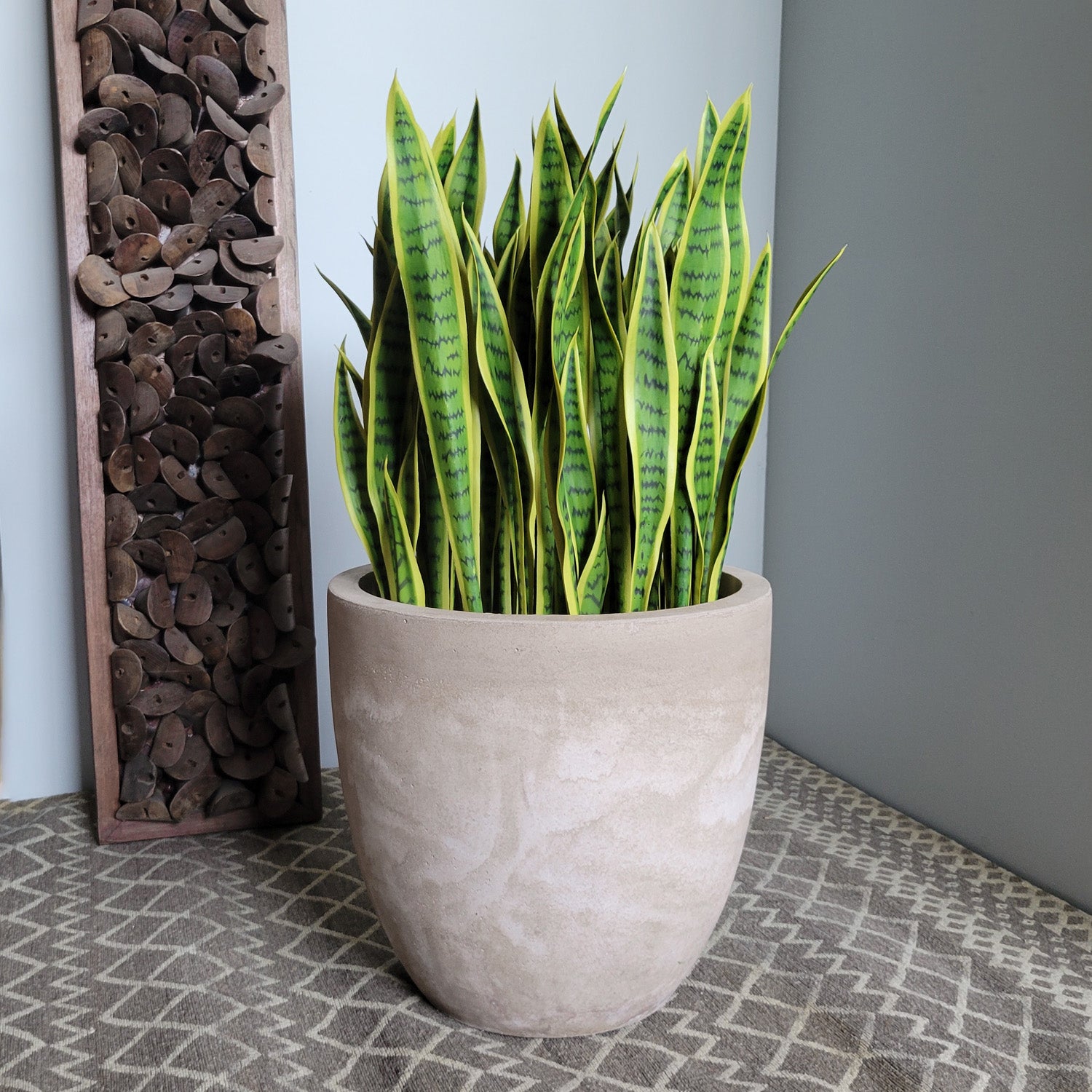 Sansevieria Lime in Flared Urbano, LG