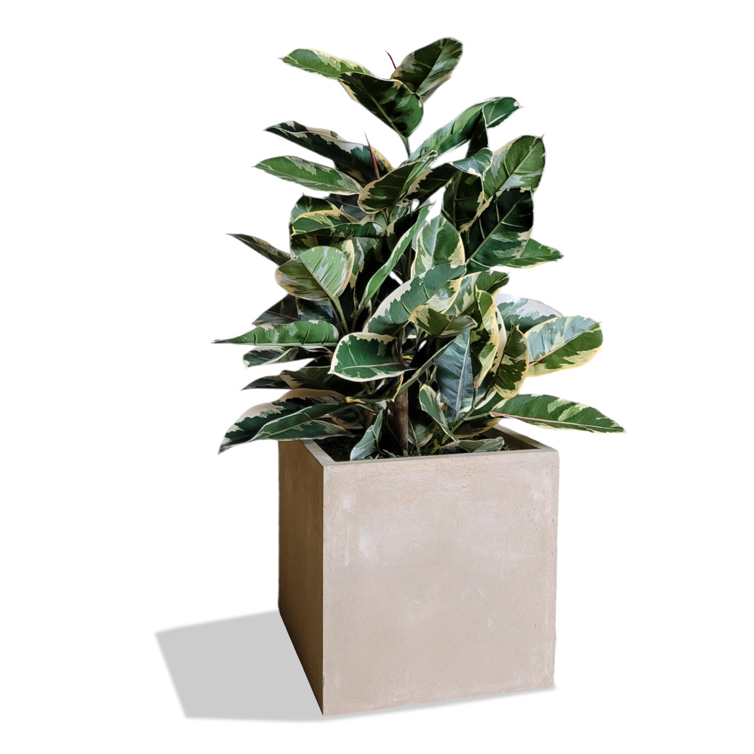 Rubber Tree Two-Tone in Square Urbano, SM