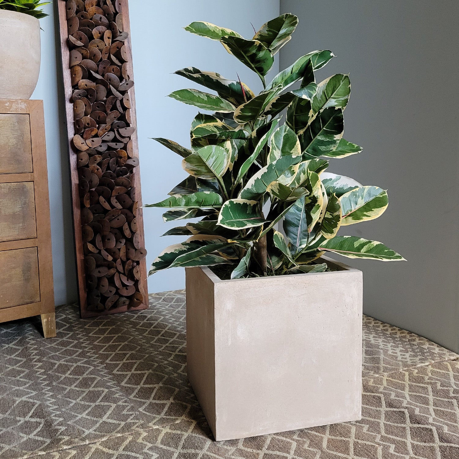 Rubber Tree Two-Tone in Square Urbano, SM