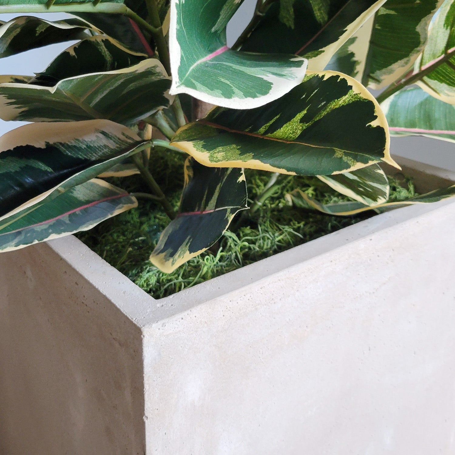 Rubber Tree Two-Tone in Square Urbano, SM