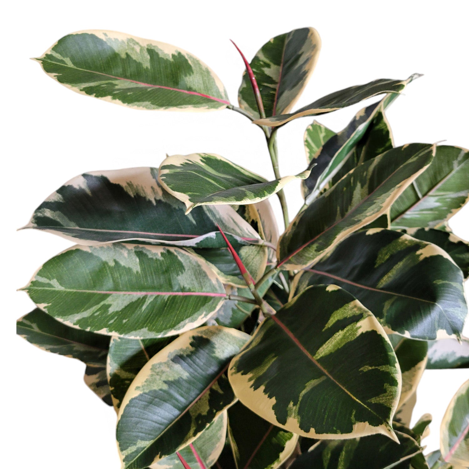 Rubber Tree Two-Tone in Square Urbano, SM